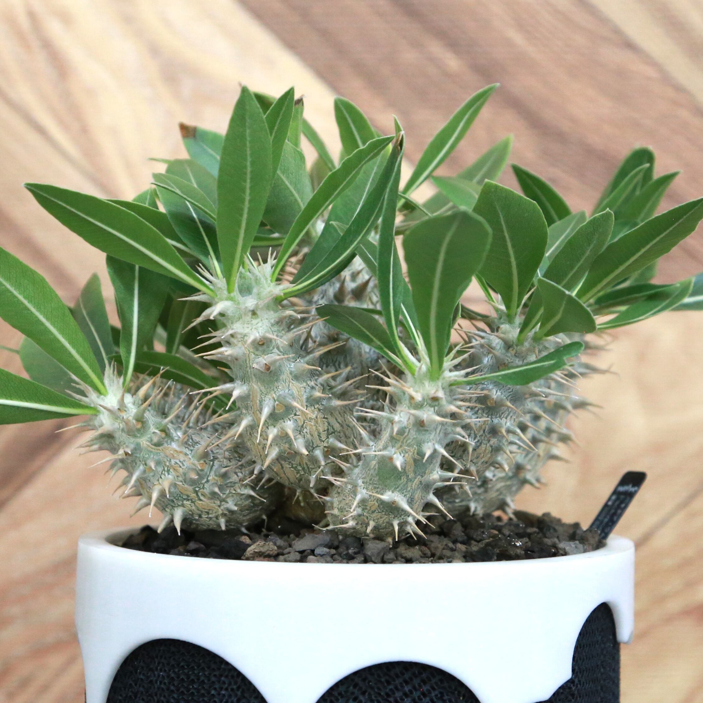 Pachypodium Rosulatum パキポディウム ロスラーツム / 実生・大株（低