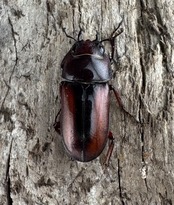 【WD】《プセウダクシスコクワ 25.5mm ペア》