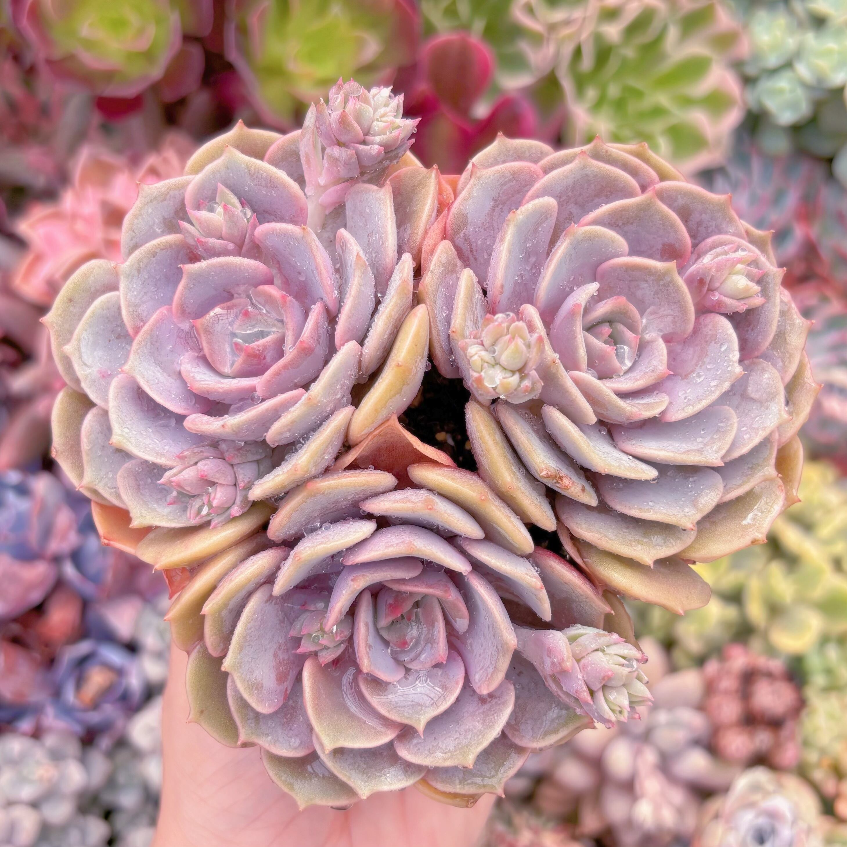 現品　ピンクローラ#A86　群生　新入荷　るる農園