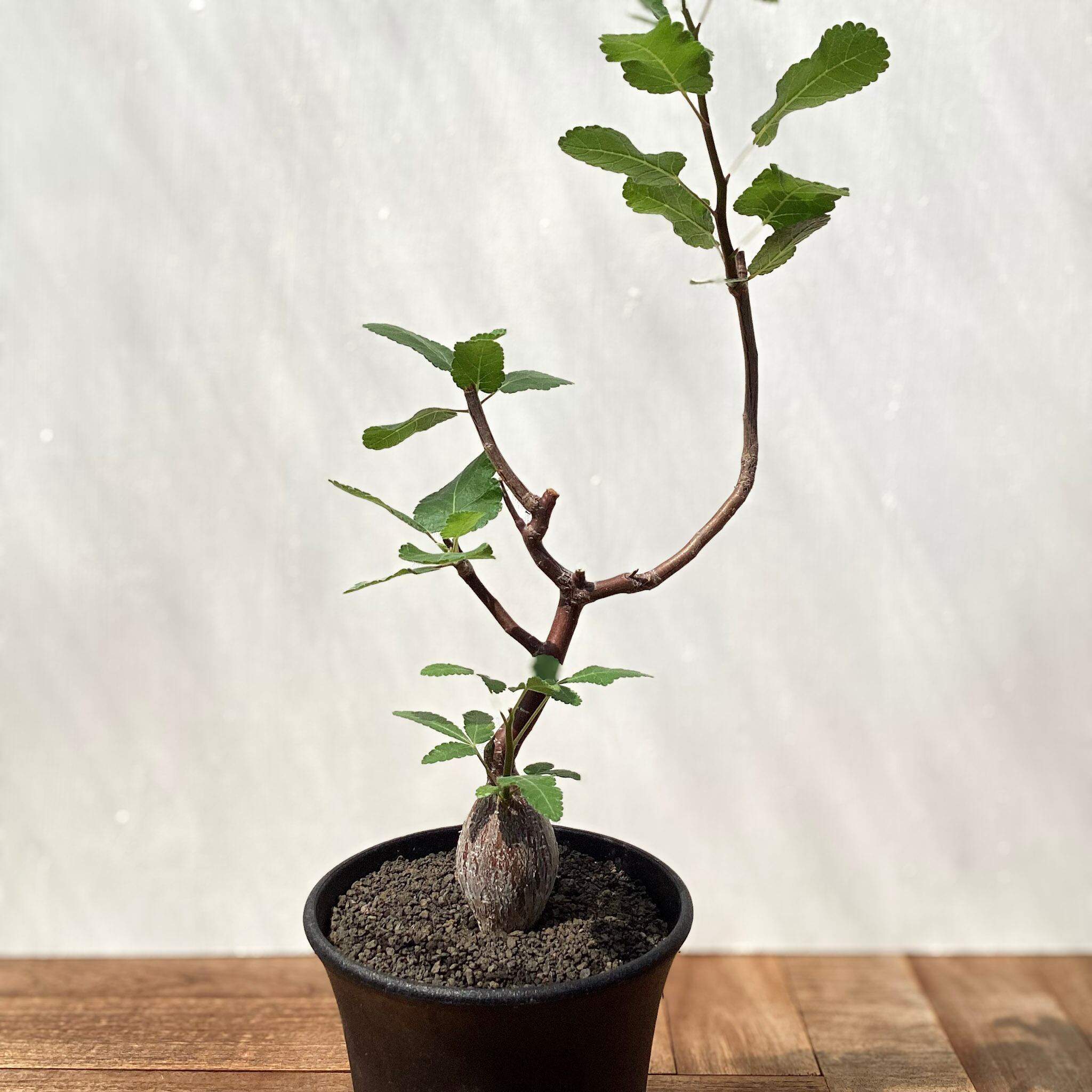 Bursera hindsiana【ブルセラ・ヒンドシアナ】 | RIMO'S GREEN