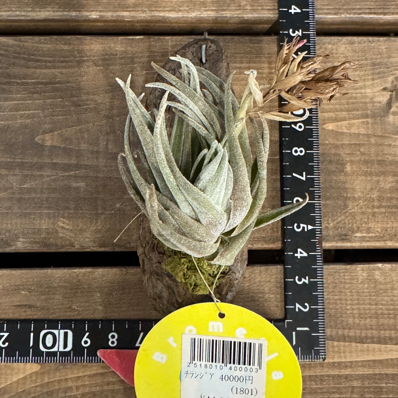 チランジア ブラキフィラ【572】