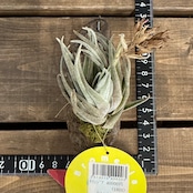 チランジア ブラキフィラ【572】