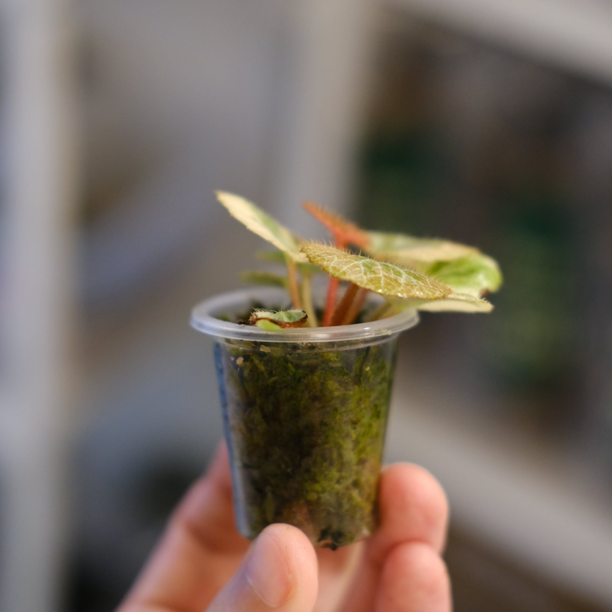 Saxifraga stolonifera Tricolor｜別名：ストロベリー ベゴニア②