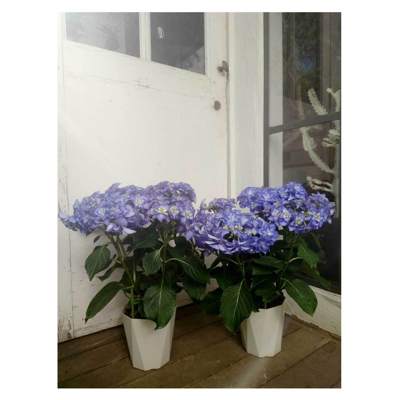 Hydrangea macrophylla 'Casanova' | Seeding