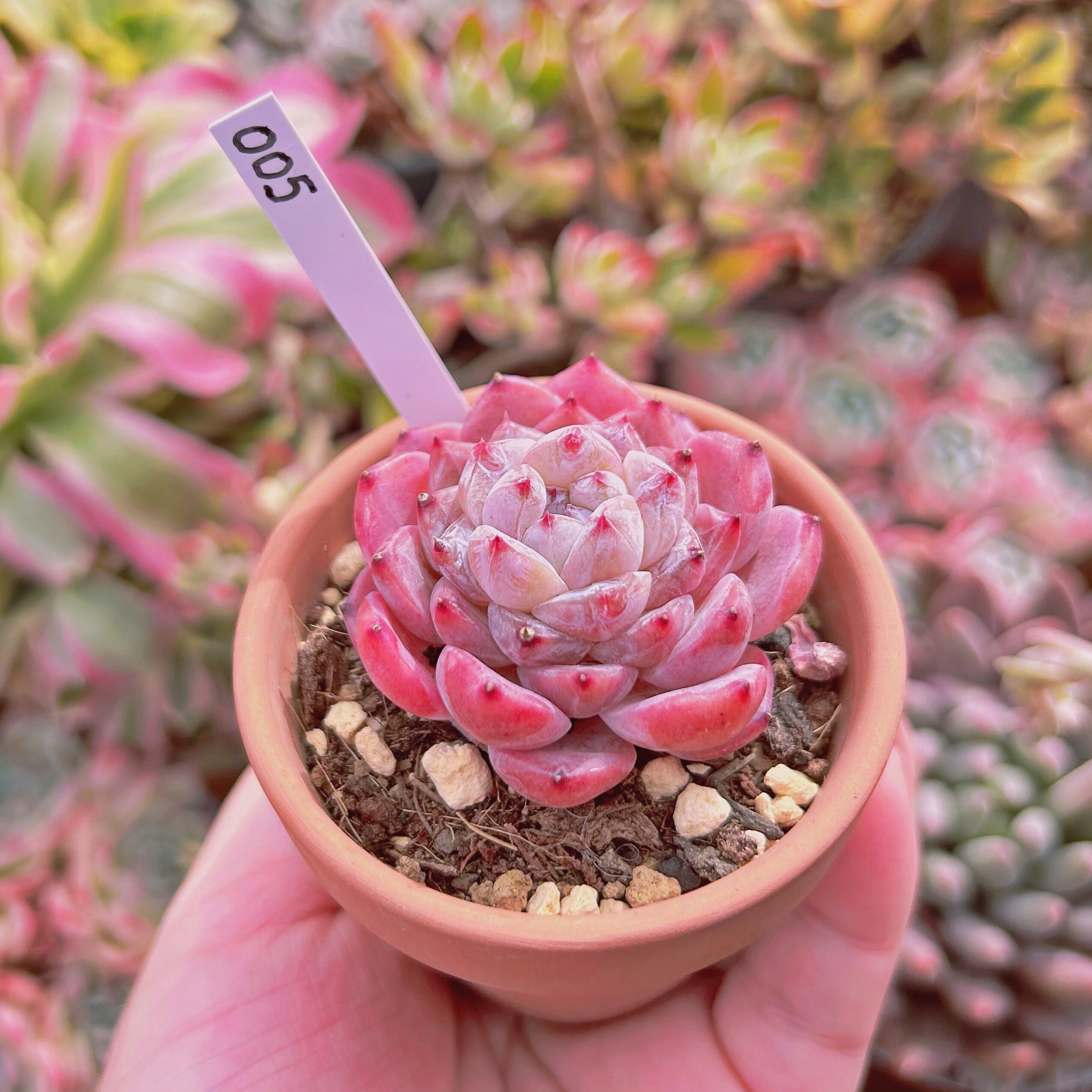 005現物 多肉植物 ストロベリーソーダ 抜き苗 | るる農園~多肉植物専門