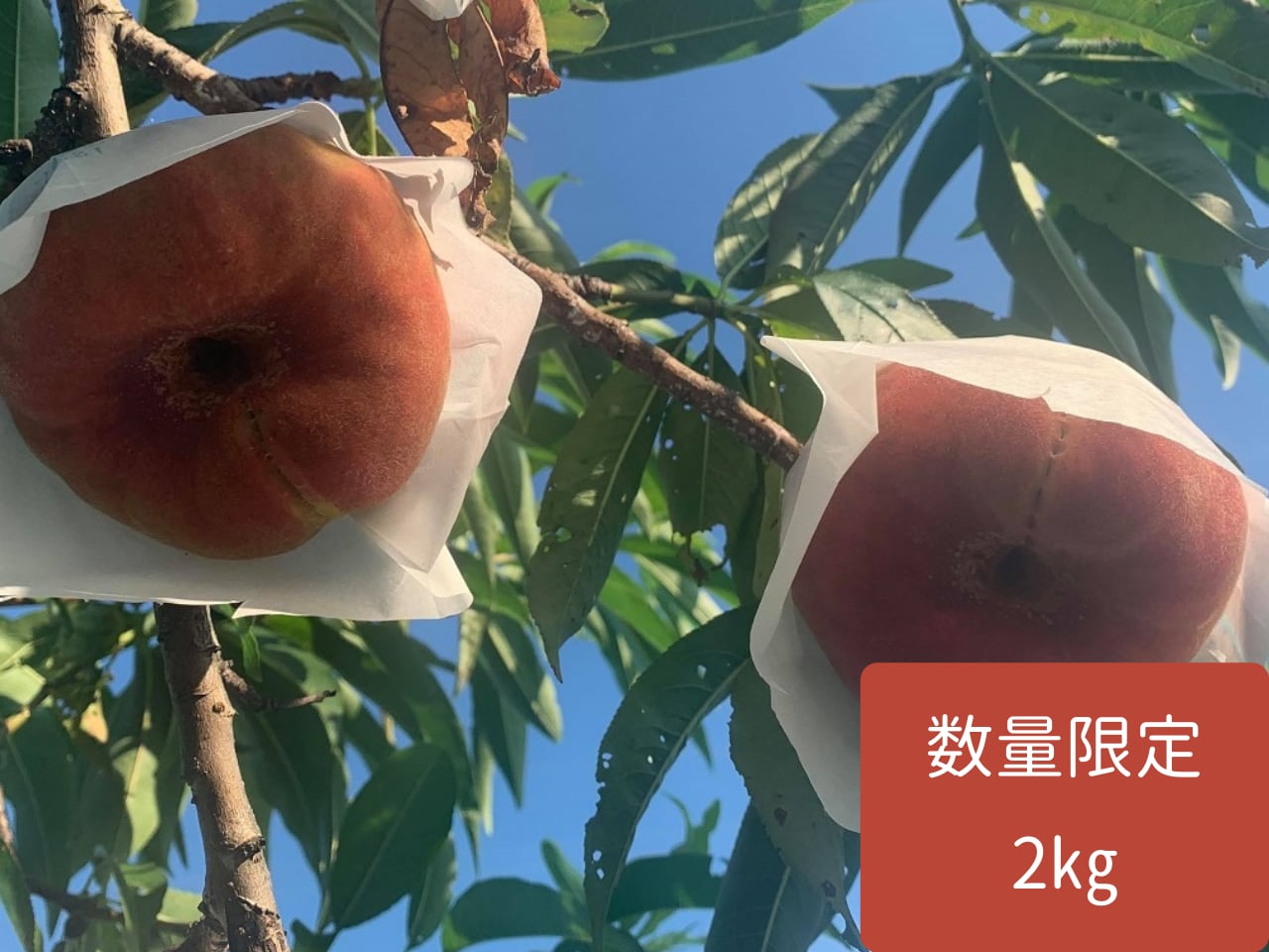もも「蟠桃(ばんとう)」 2kg 8〜11玉