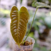 アンスリウム・ベイチー / Anthurium Veitchii / 観葉植物⑤