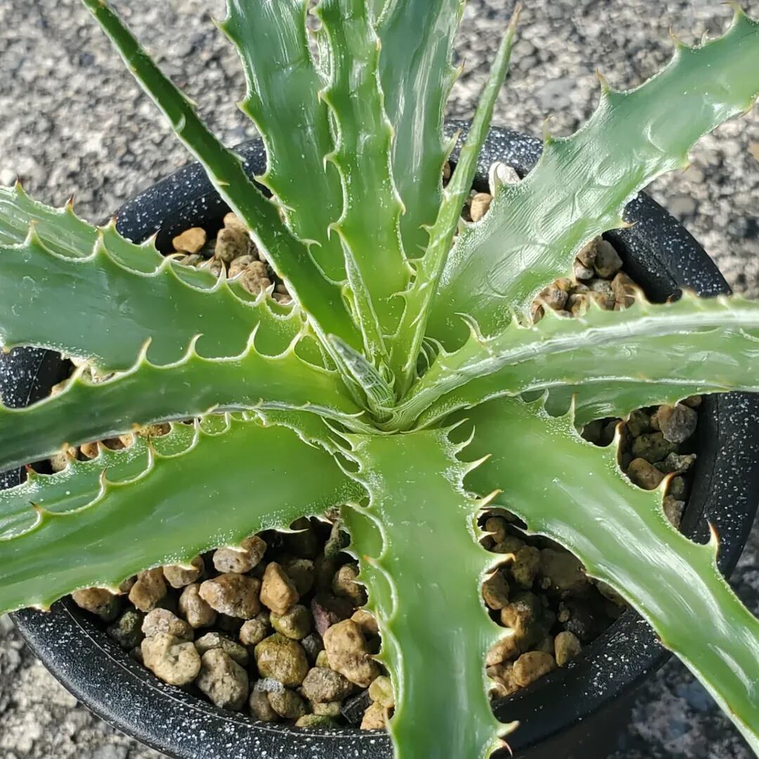 F00265_Hechtia glomerata：ヘクチア・グロメラータ（子株） | レア