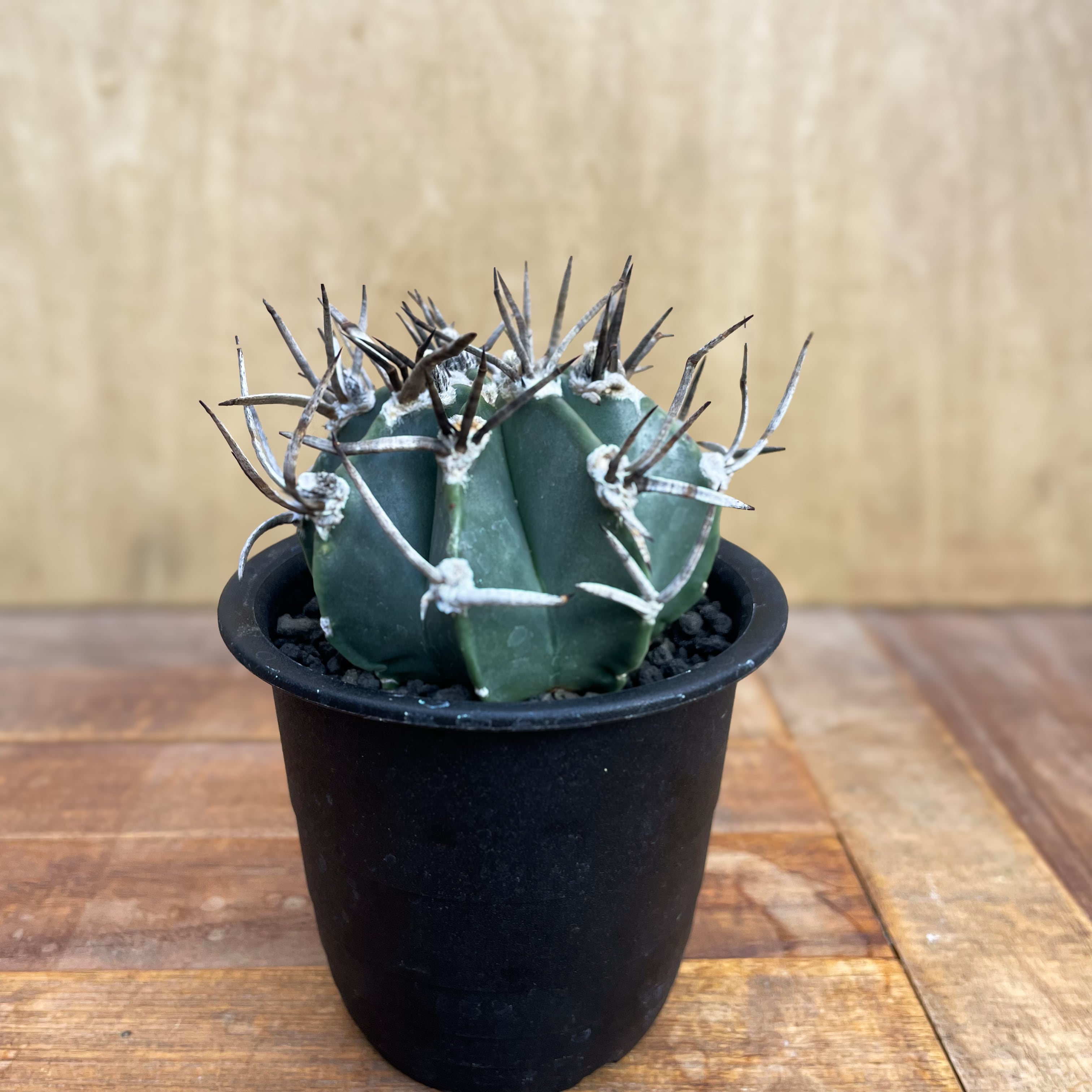 Astrophytum | RIMO'S GREEN 【Saboten & Succulent】