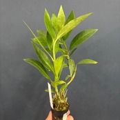 ヒドノフィツム Hydnophytum cf lauterbachii【42】