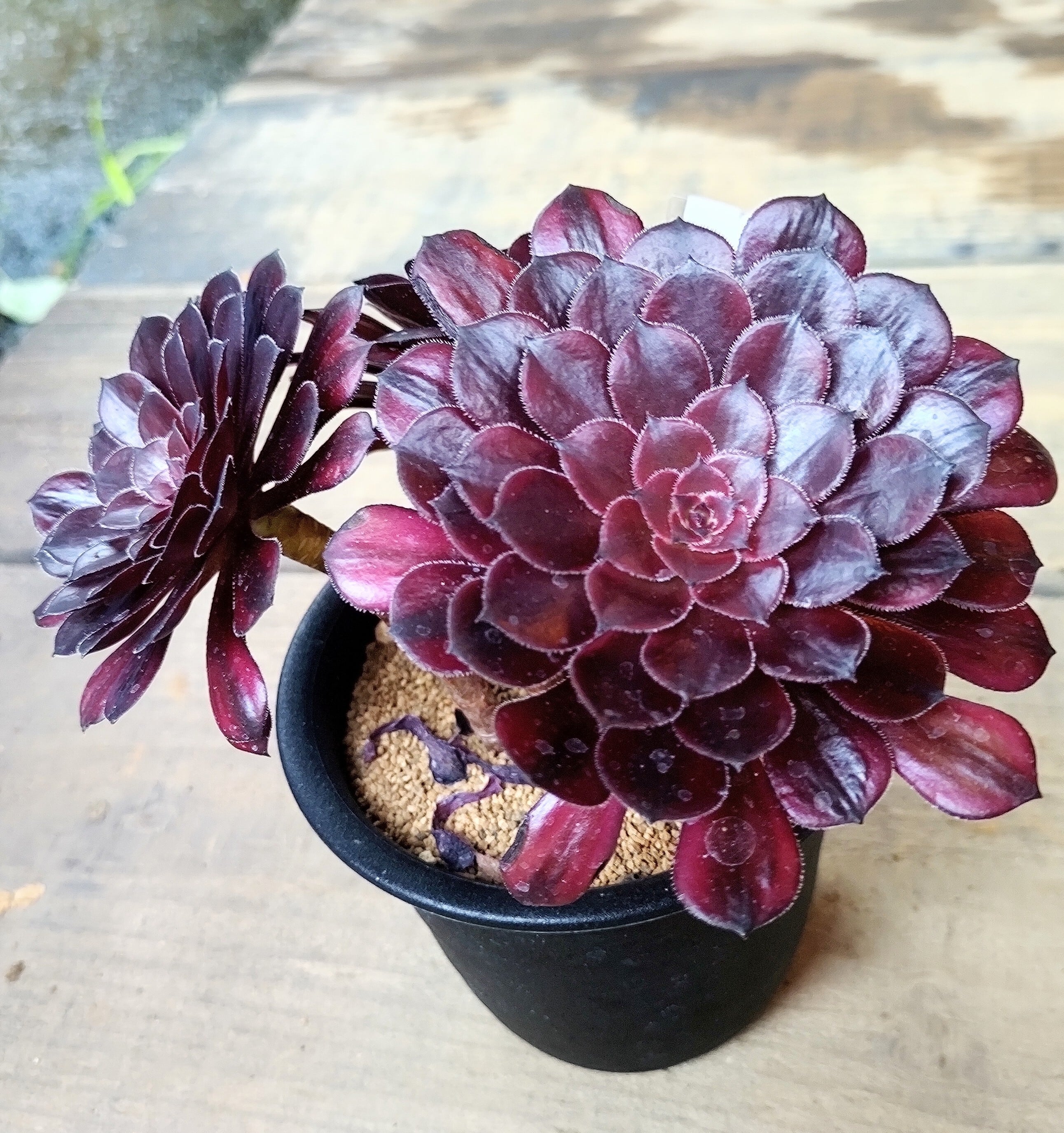 ブラックスワン | RuPo 多肉植物専門店