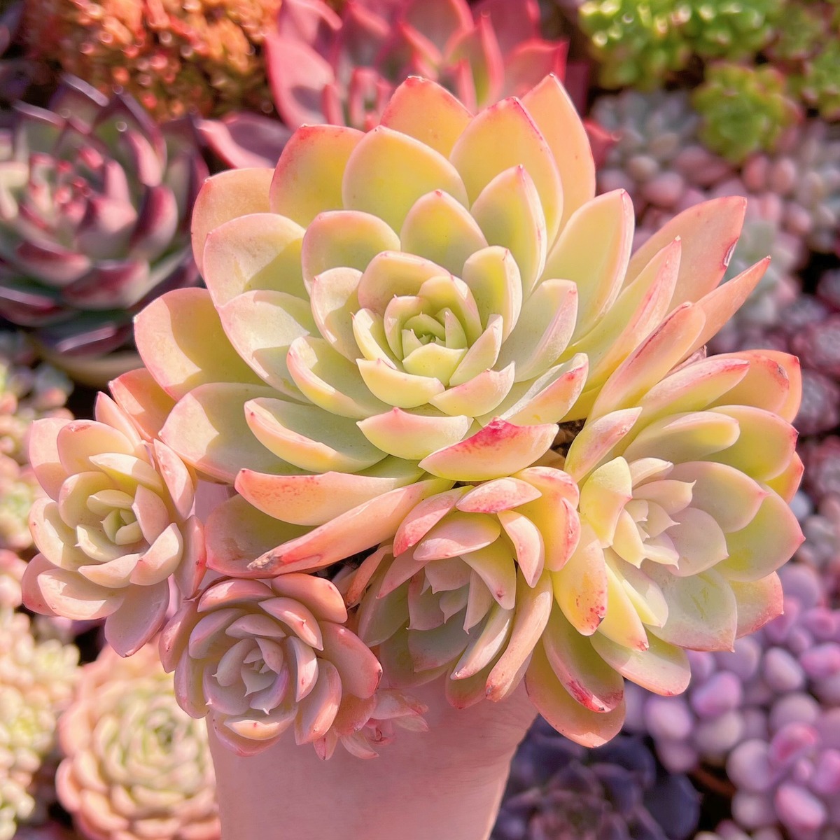 多肉植物 silkveli 群生 新入荷 るる農園 | るる農園~多肉植物専門 