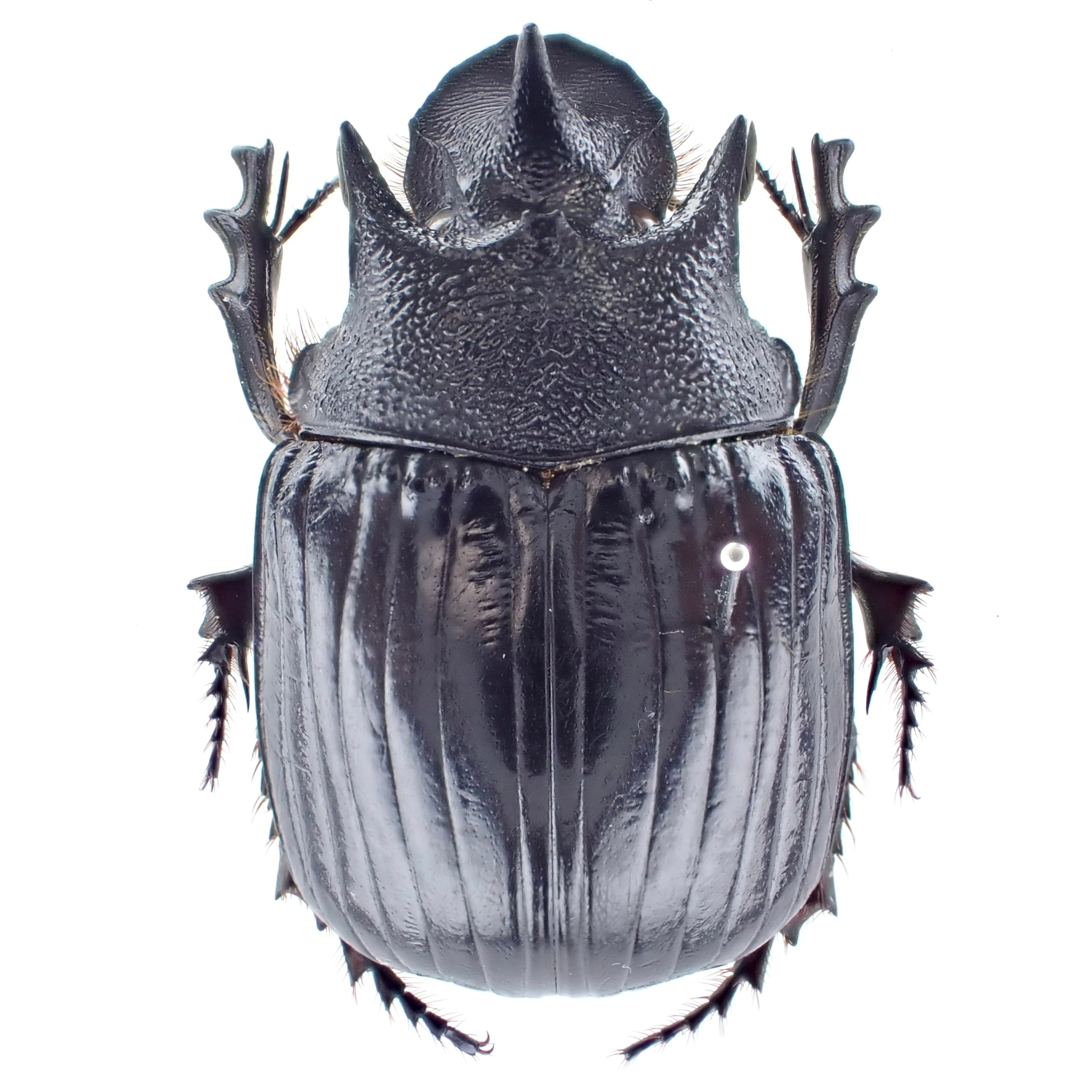 タンザニア産 Heliocopris minos ♂ 35mm | 昆虫標本 Diggers & Rollers