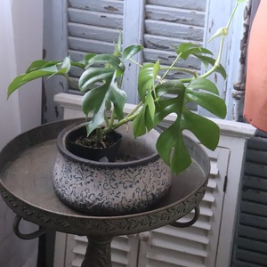 植木鉢　アンプリメフルールフラットL｜陶器　シャビーシック　寄せ植えして飾ると素敵なガーデンになる　16235