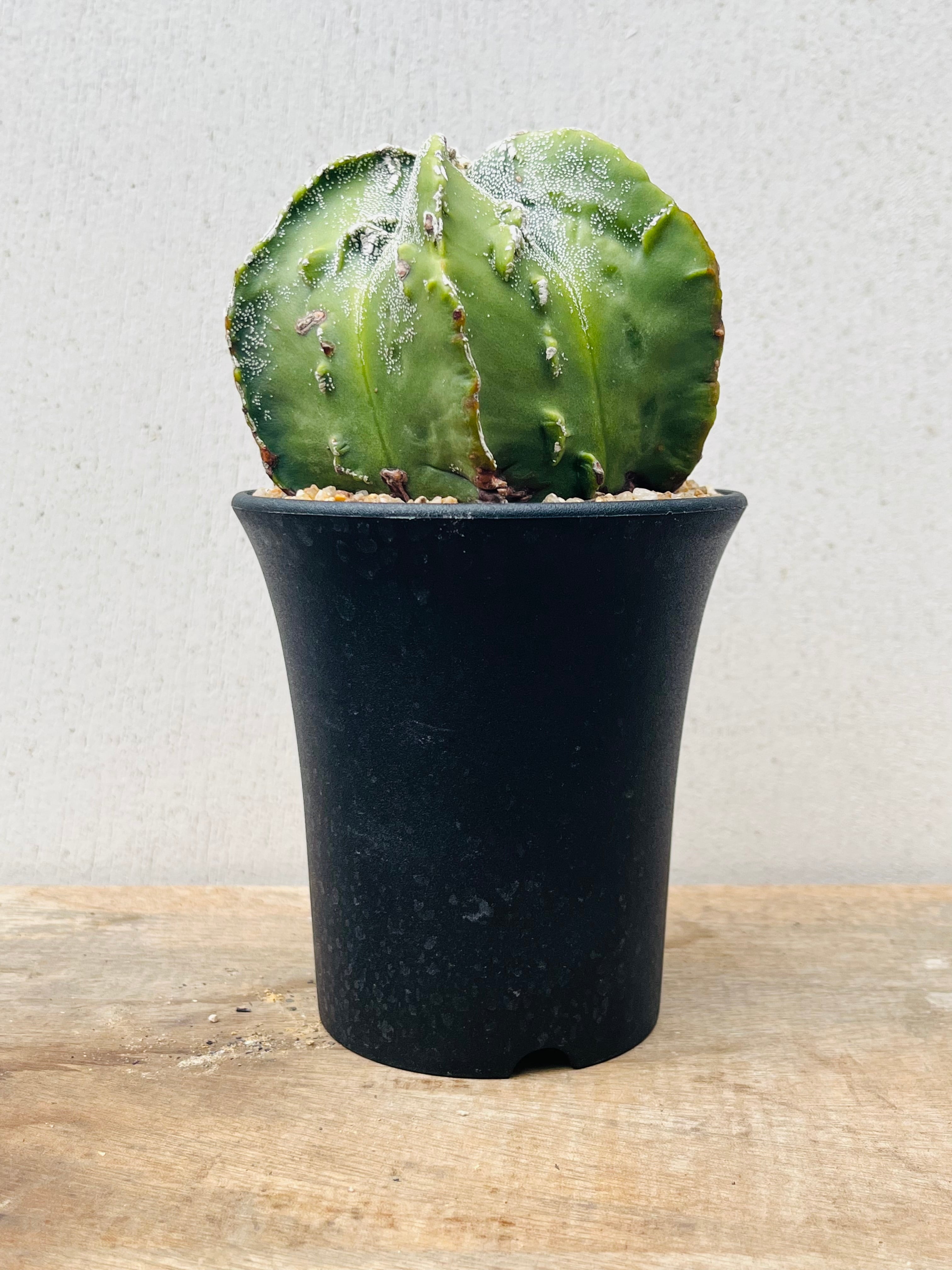 Astrophytum myriostigma アストロフィツム 複隆ランポー 複隆鸞鳳玉