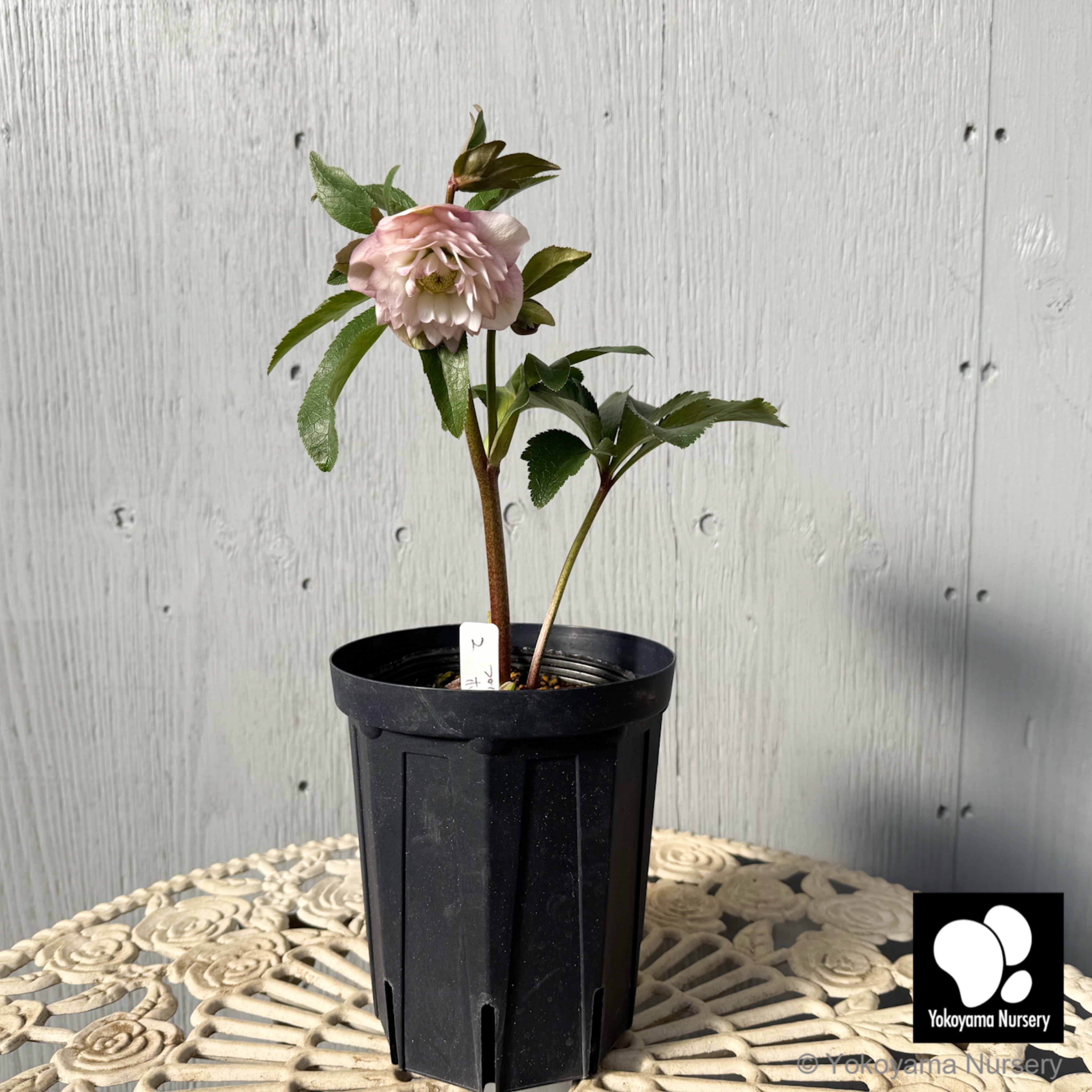 抽選販売】［2］ クリスマスローズ プリマドレス ホワイトピンク バイ