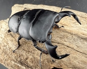 【WD】《ダイオウヒラタ 東ジャワ産 83mm ペア》