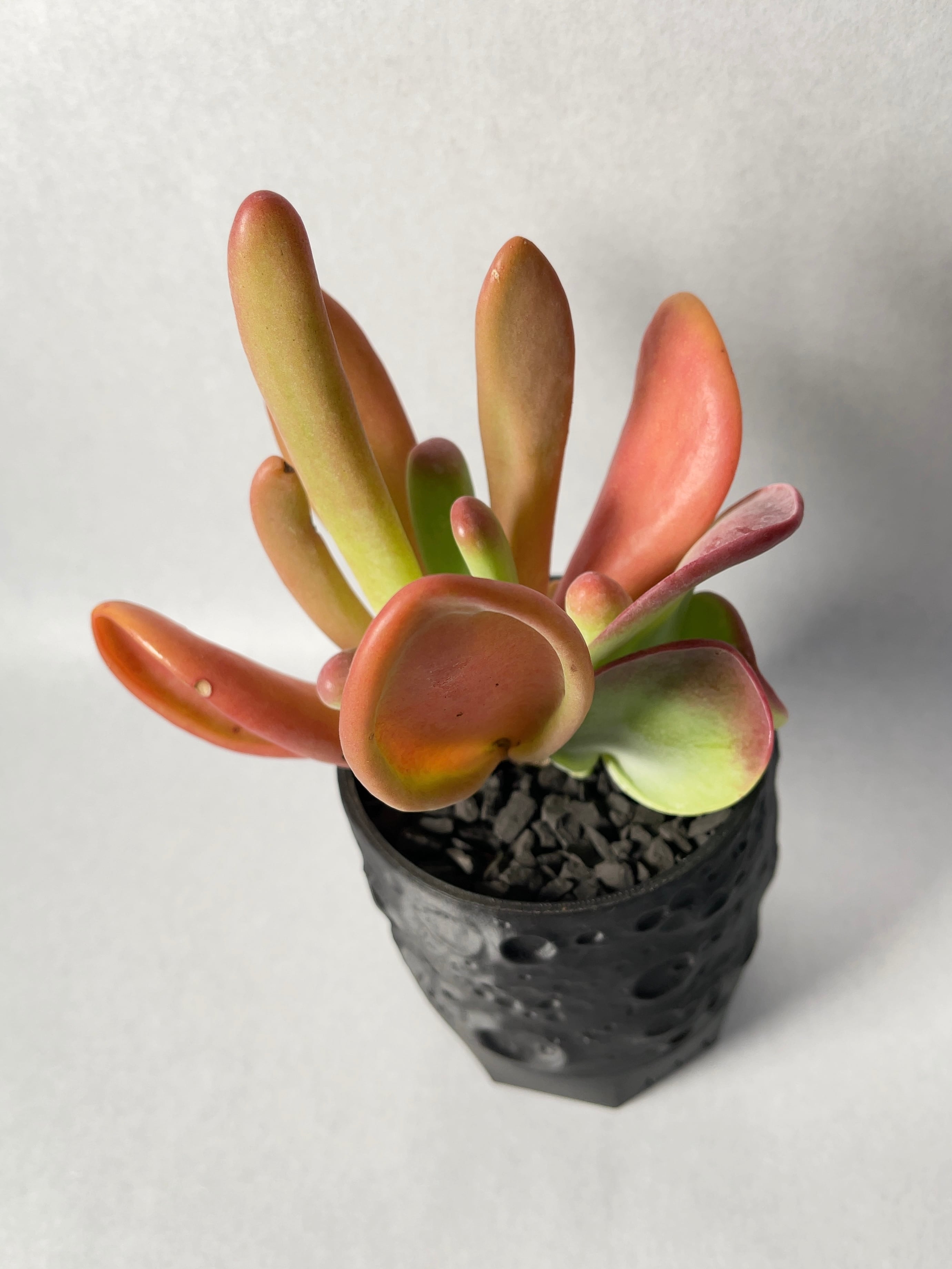 カランコエ・唐印モンストローサ | trigger