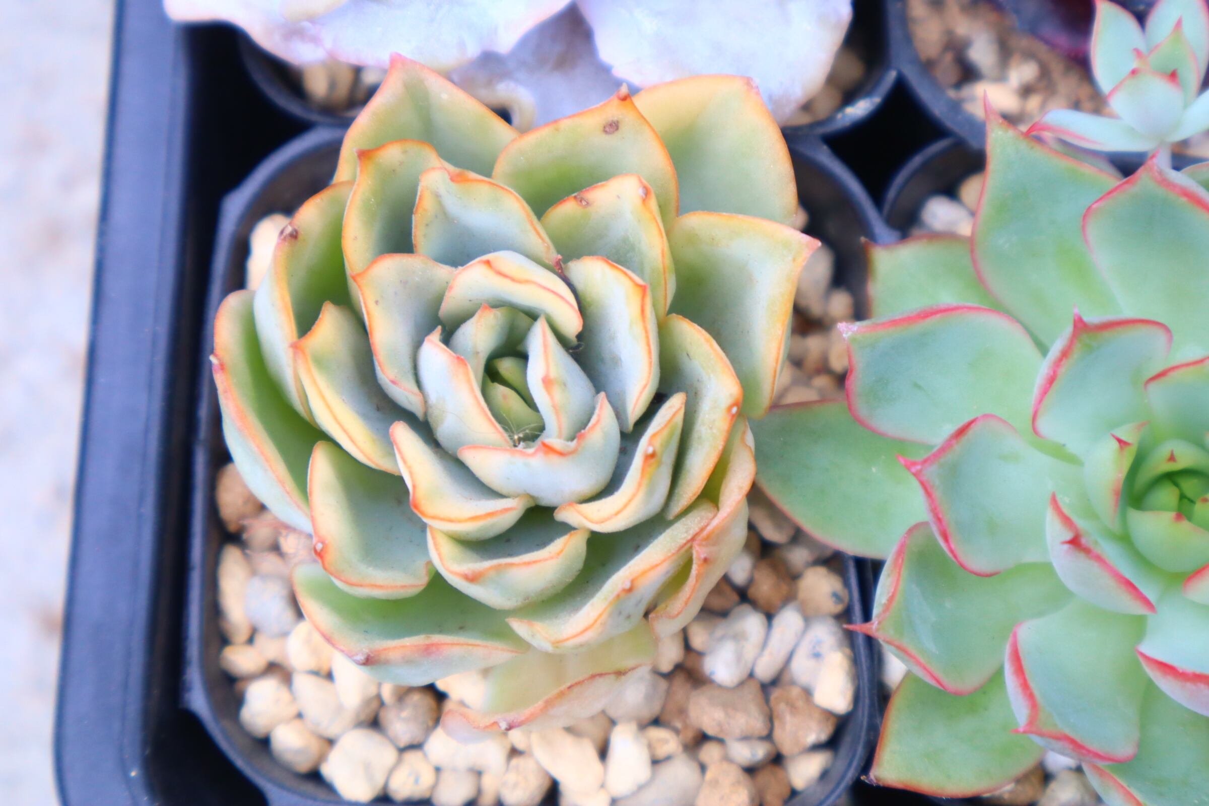 多肉植物 ヒューミリス　抜き苗　大和高原の多肉屋 多肉植物 ヒューミリス 抜き苗 大和高原の多肉屋