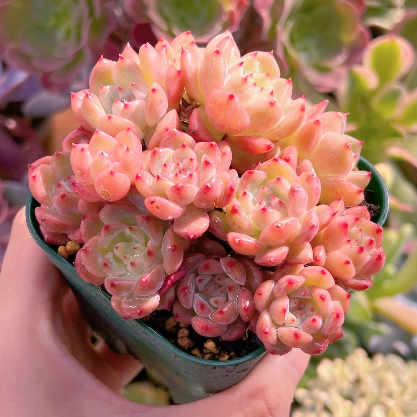 現品　レッドベルベットxラウイ#285　るる農園