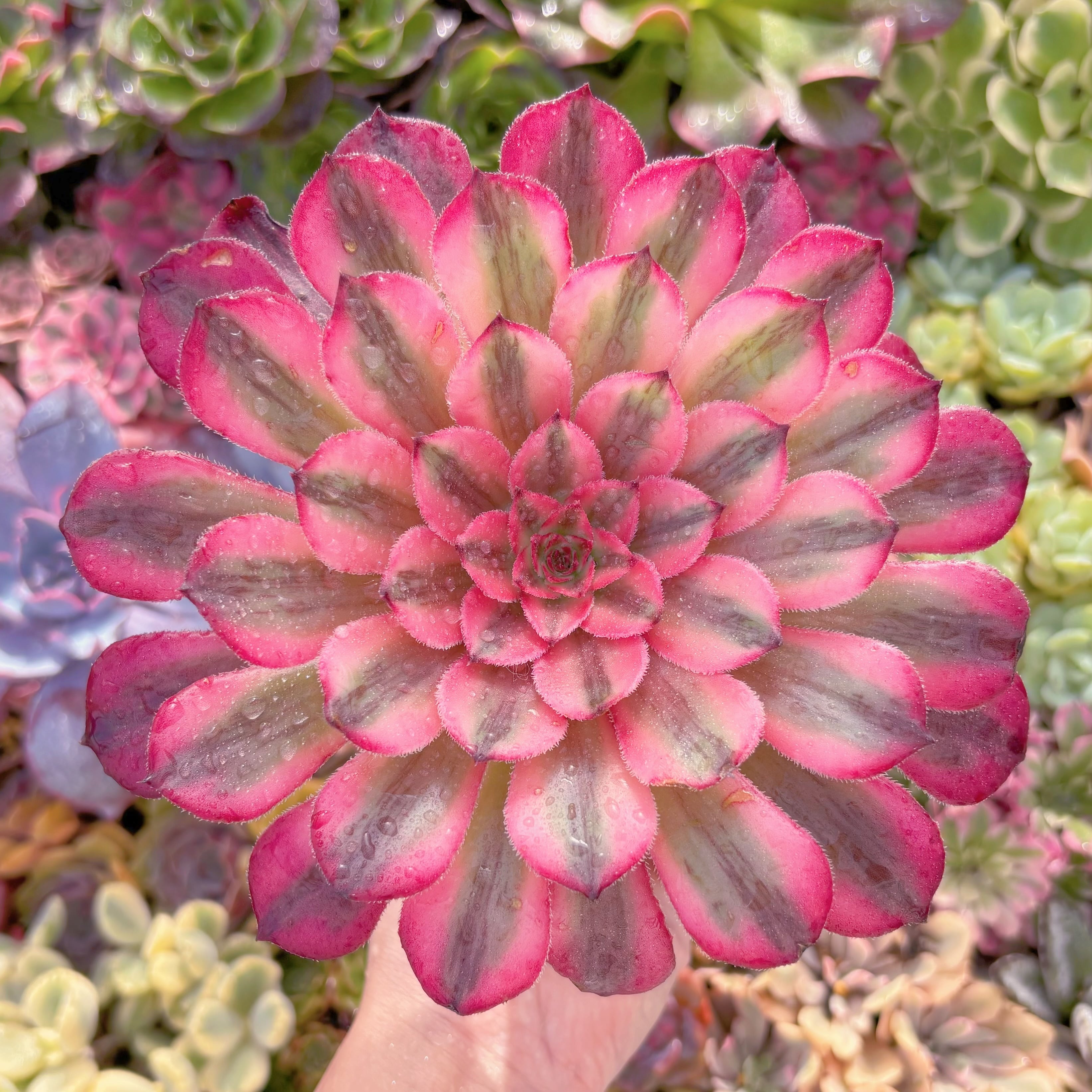 現品　白月光#K031　大苗　るる農園