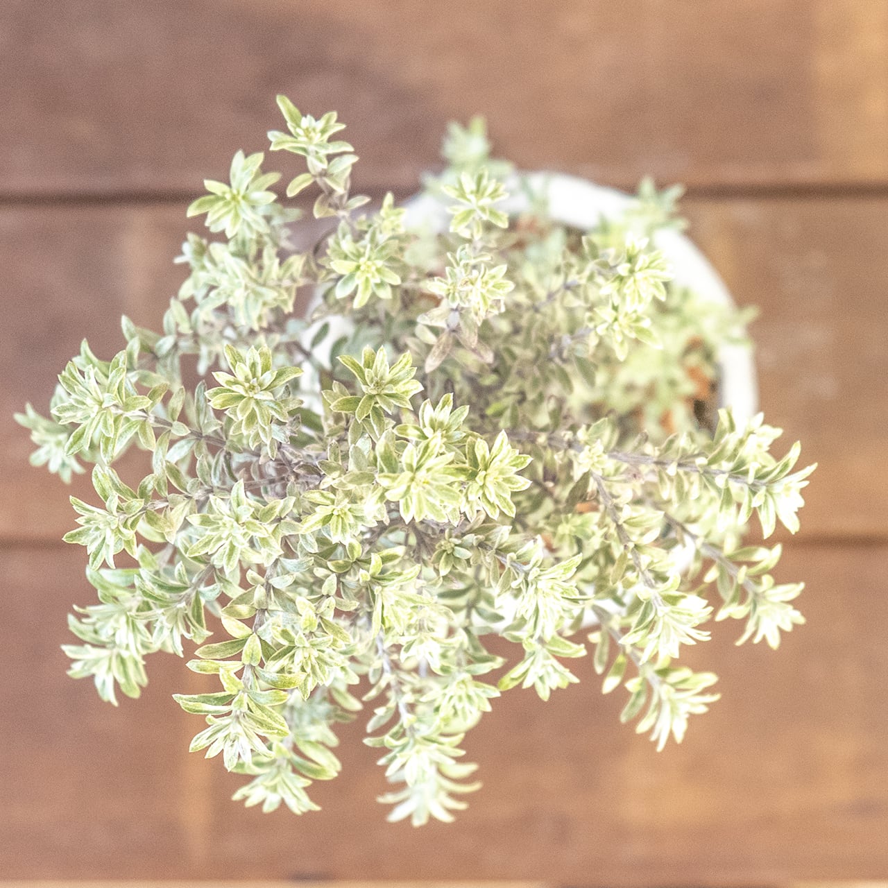 銀葉の美しさ、シルバーの輝き。手づくりモルタル鉢で届けるウエストリンギア・スモーキー。洗練された一鉢、こだわり抜いた一鉢を。■虫発生抑制【全国一律送料850円】