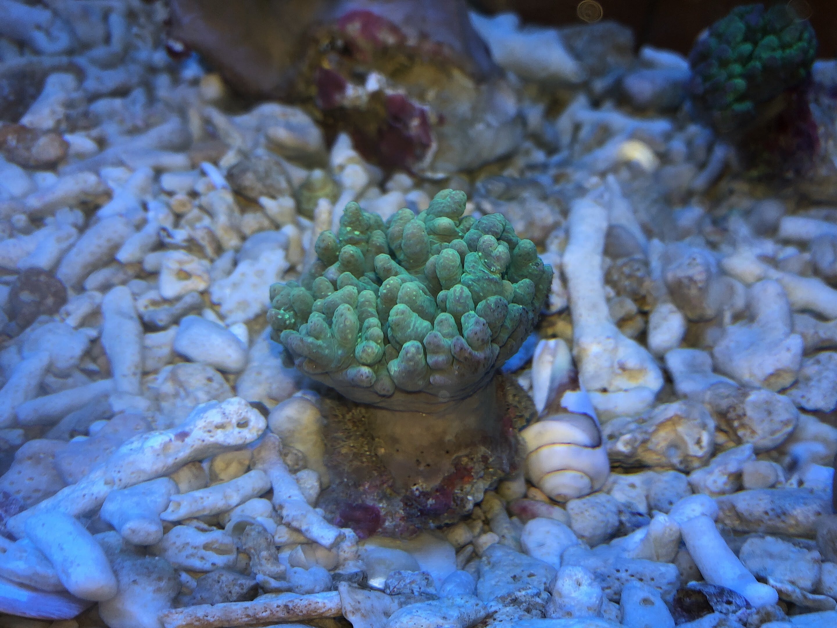 沖縄さんご商店 Okinawa Sango Shouten