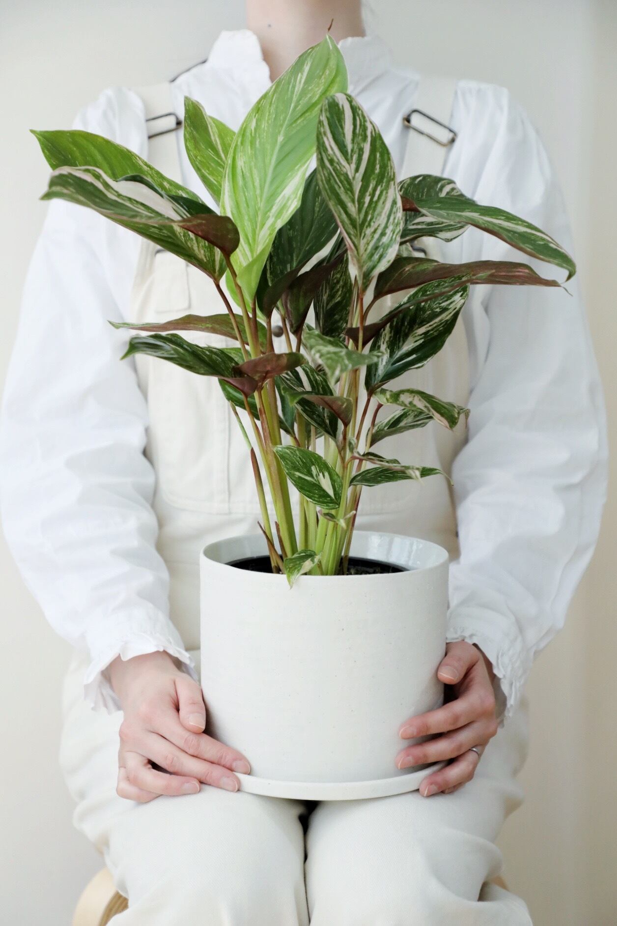 M】クテナンテ セトサ/Calathea White Fusion | 【厳選植物・器