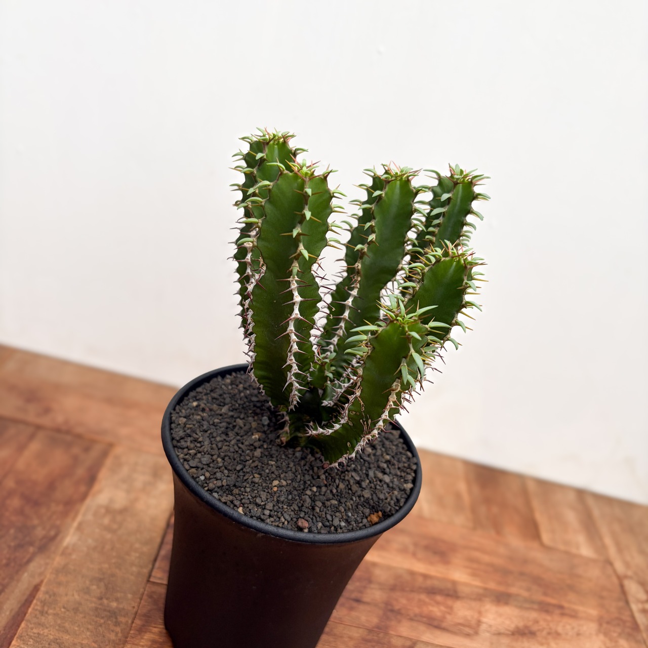 Euphorbia mlanjeana【ユーフォルビア・ムランジーナ】