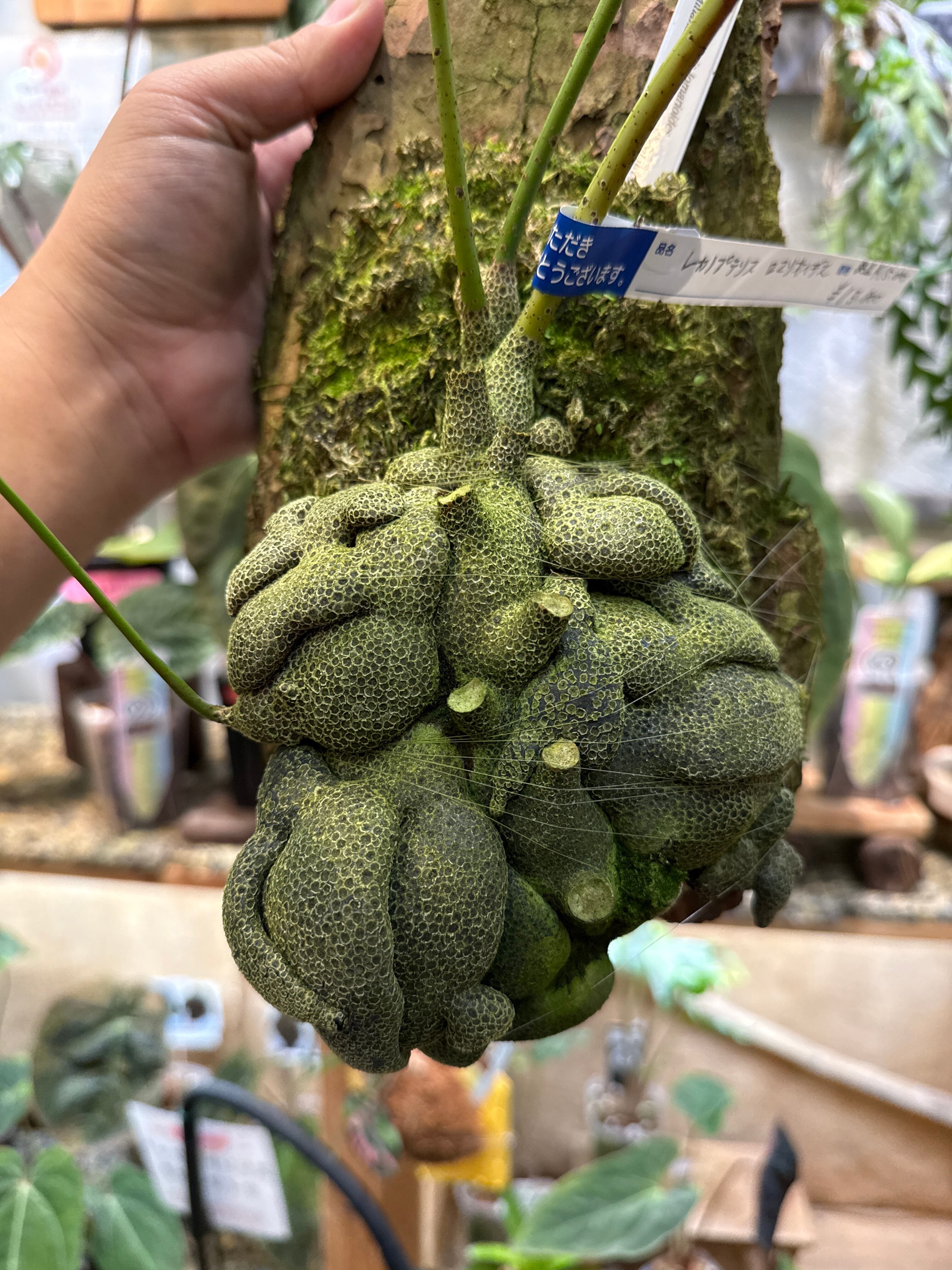 希少］ レカノプテリス ロマリオイデス Minahasa,Mnado North Sulawesi