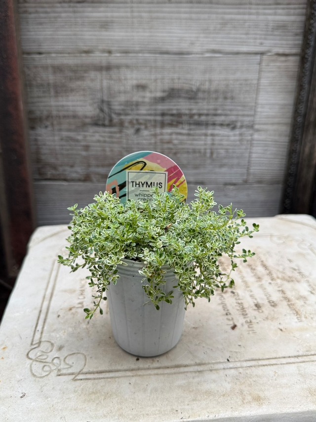 「イリュージョン　ピンクラテ」が主役の花苗 お得な７ポットセット