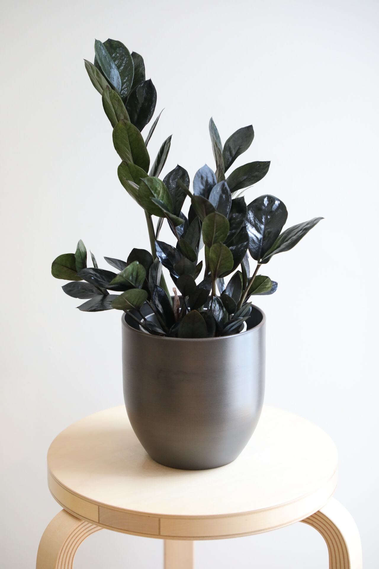 M】ザミオクルカス レイヴン/Zamioculcas zamifolia Raven | 【厳選