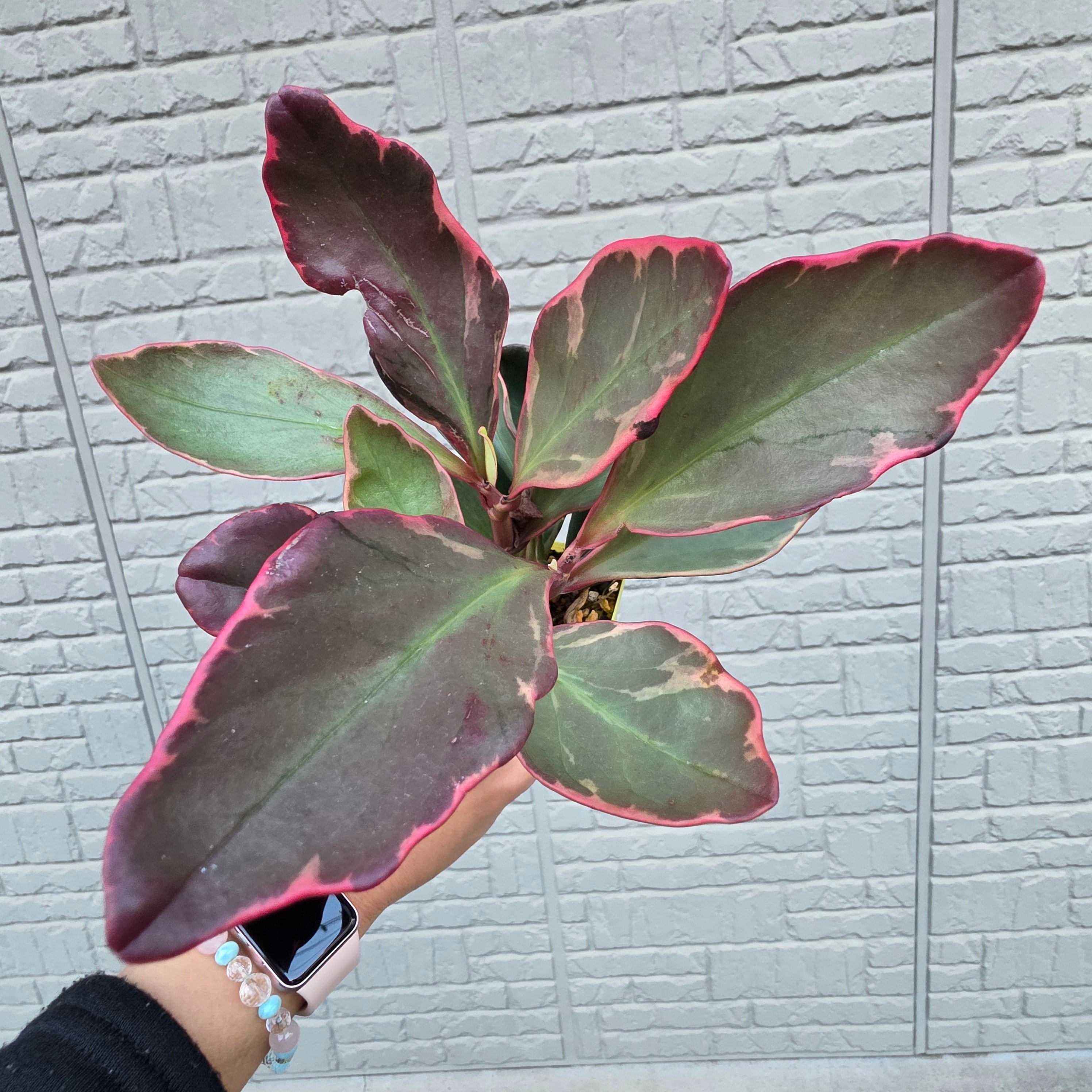 観葉植物 | HAPPAX