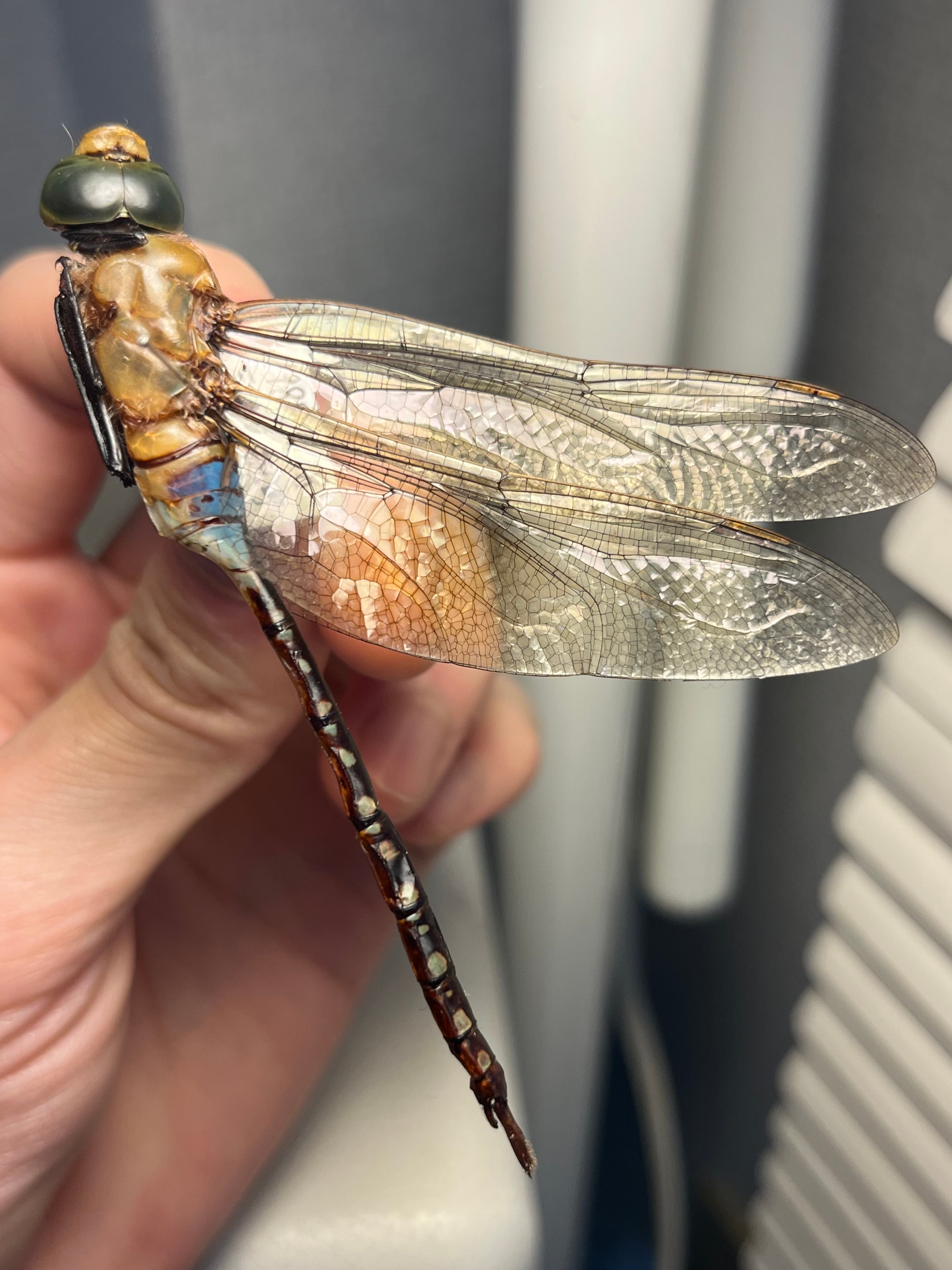 ギンヤンマ 昆虫標本ヘビトンボカマキリマンティス トンボ オニヤンマ 蜻蛉 ギンヤンマ 標本 トンボ 蜻蛉 昆虫 【公式通販】