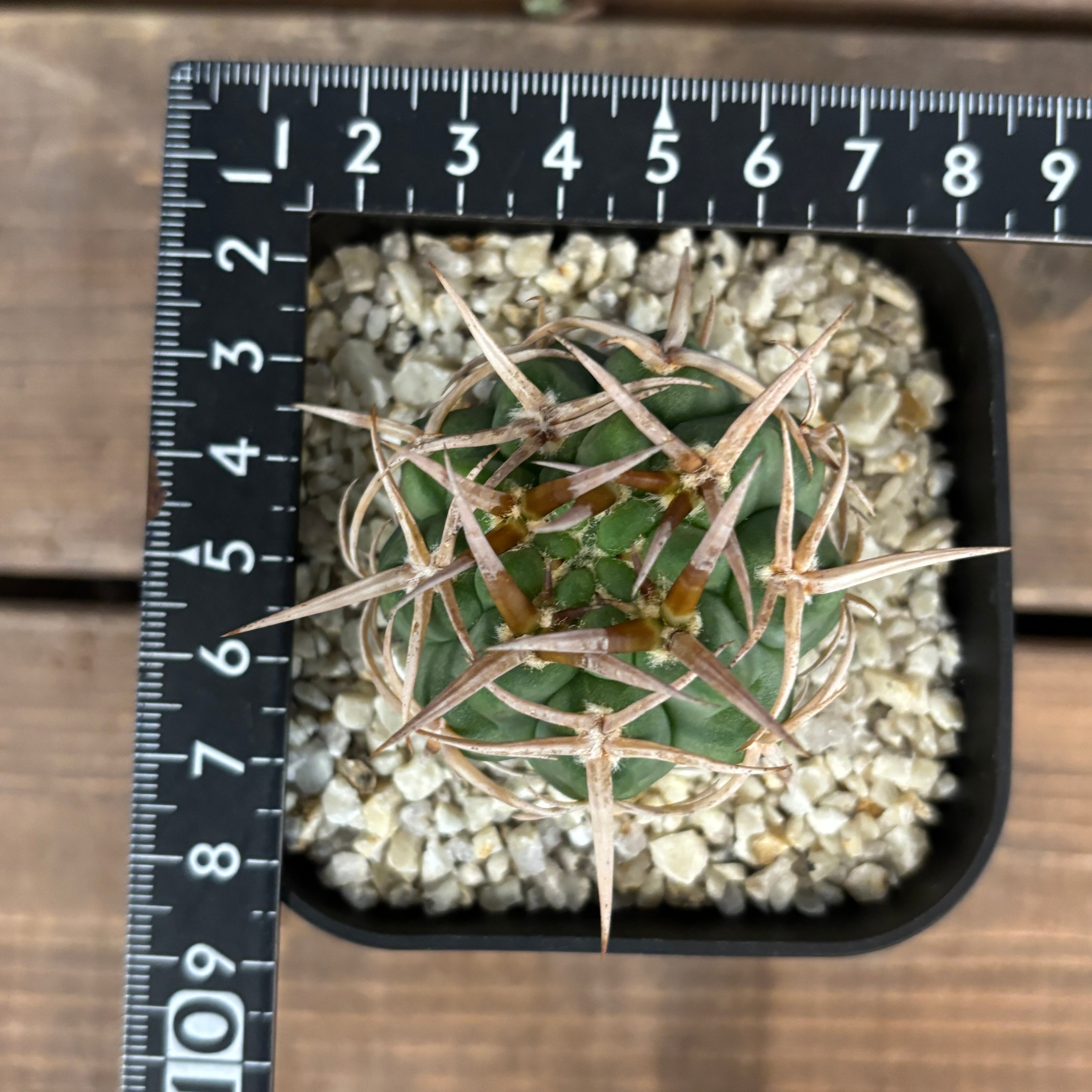 サボテン ギムノカリキュウム フェロシオール【12】 | PROTOLEAF