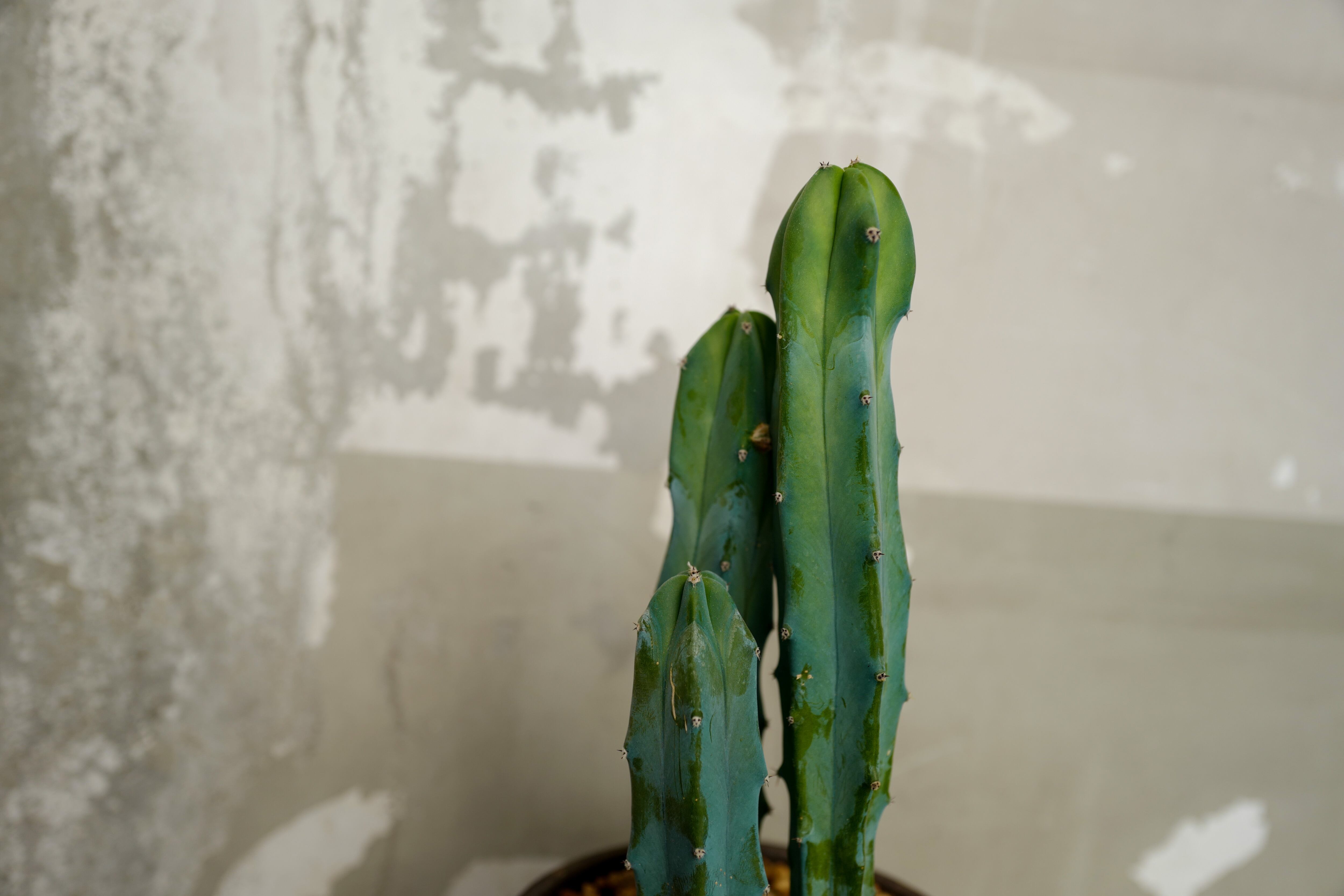 竜神木 4 5号 Sunny 竜神木 4 5号 Sunny