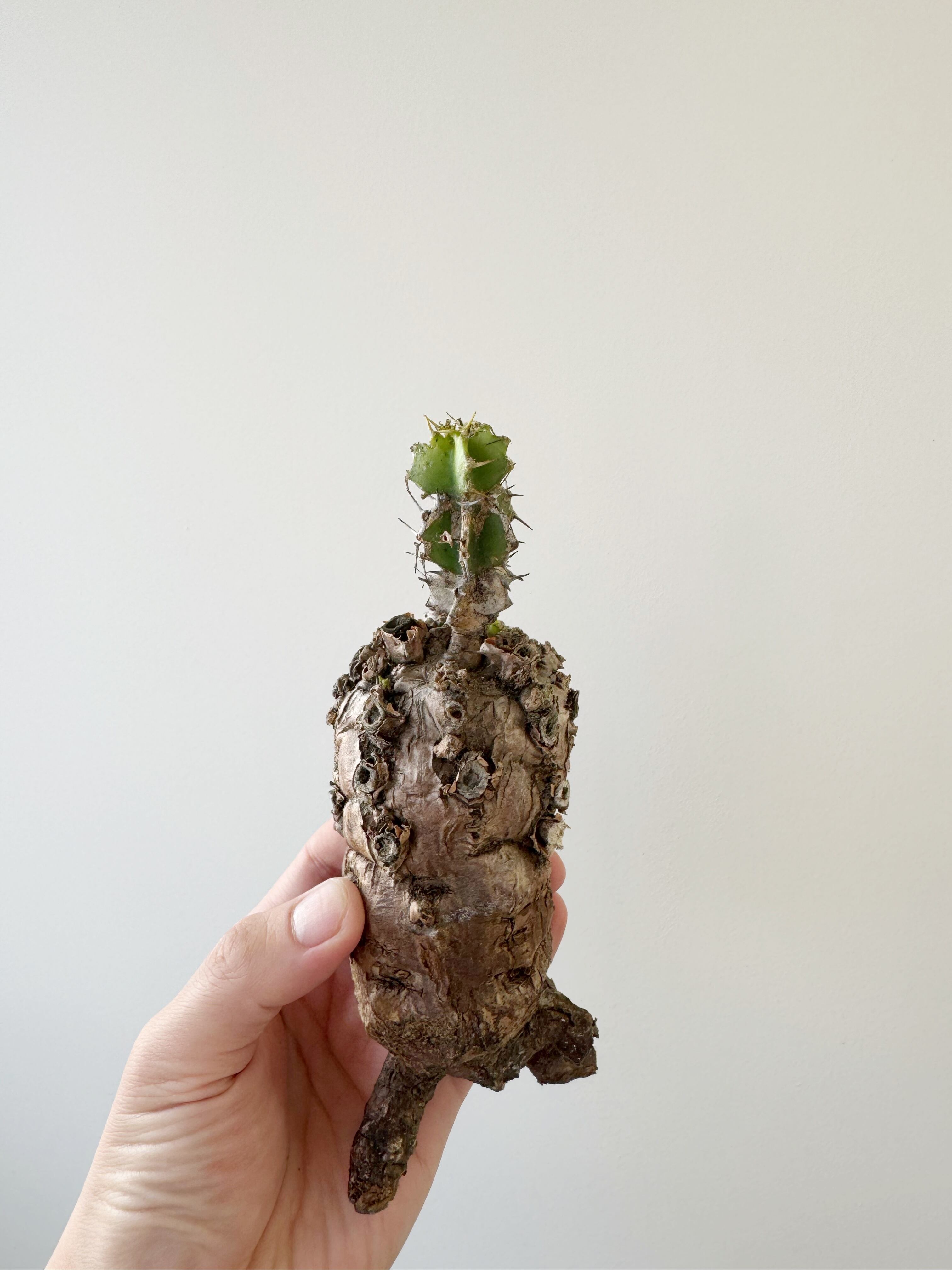 【新着】Euphorbia mlanjeana【手乗りのちょうど良いサイズ感・現地発根株】 ユーフォルビア ムランジーナ