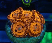 【つきみ堂Breed】JakartaZoa Frag 1