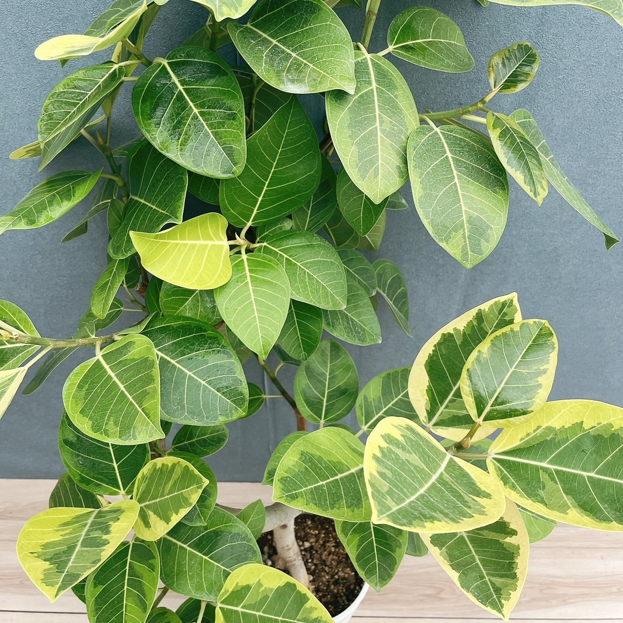 現品］4番 フィカス アルテシマ 10号 観葉植物 室内 大型 特大 ゴムの