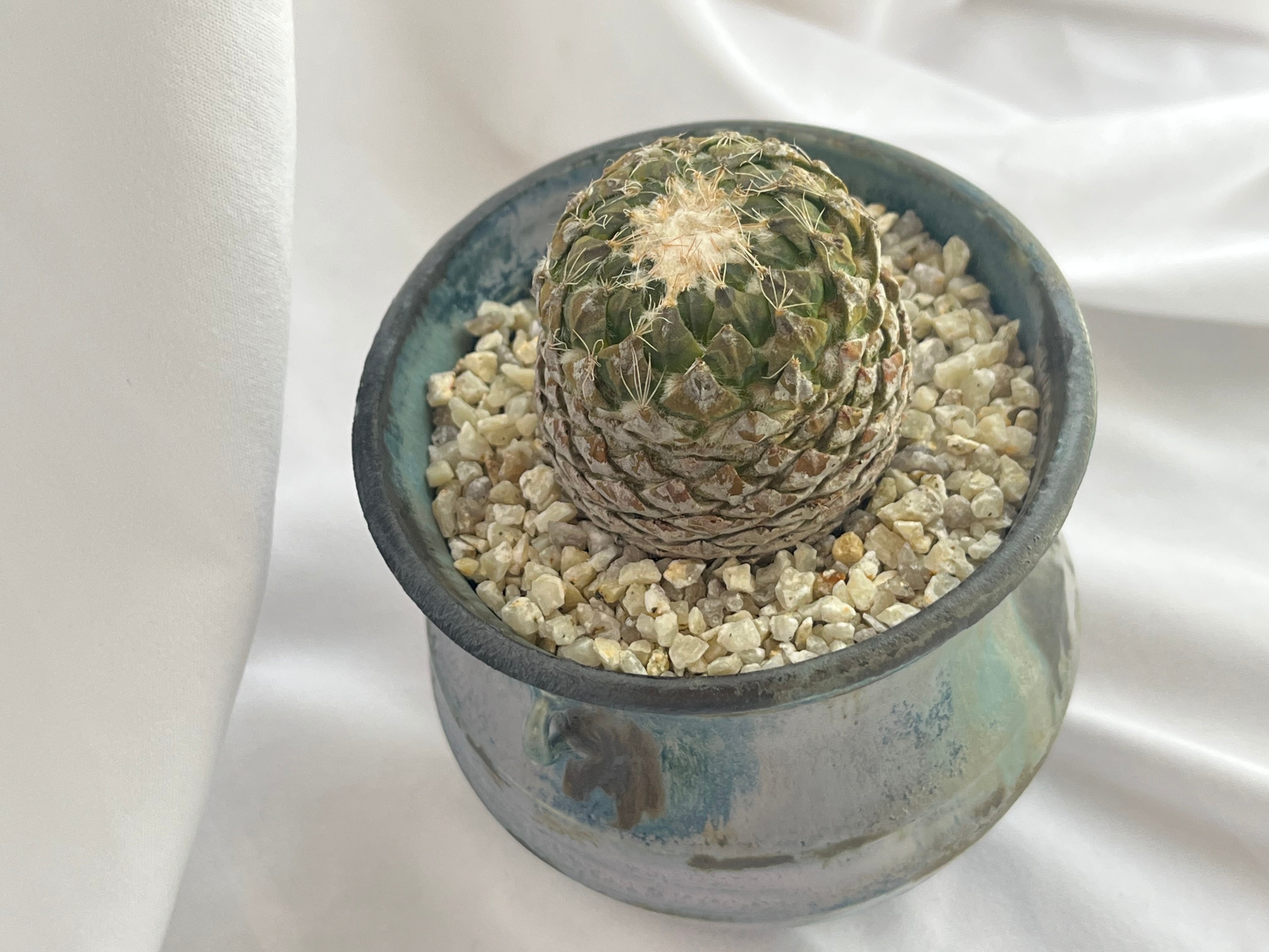 Pelecyphora strobiliformis ペレキフォラ 銀牡丹 サボテン | plants