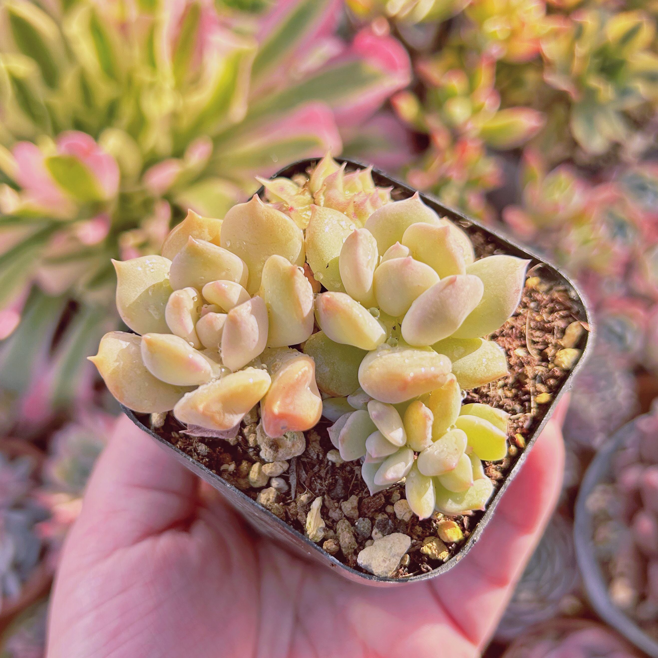 現物 多肉植物 ミルキーウェーブ 抜き苗 | るる農園~多肉植物専門