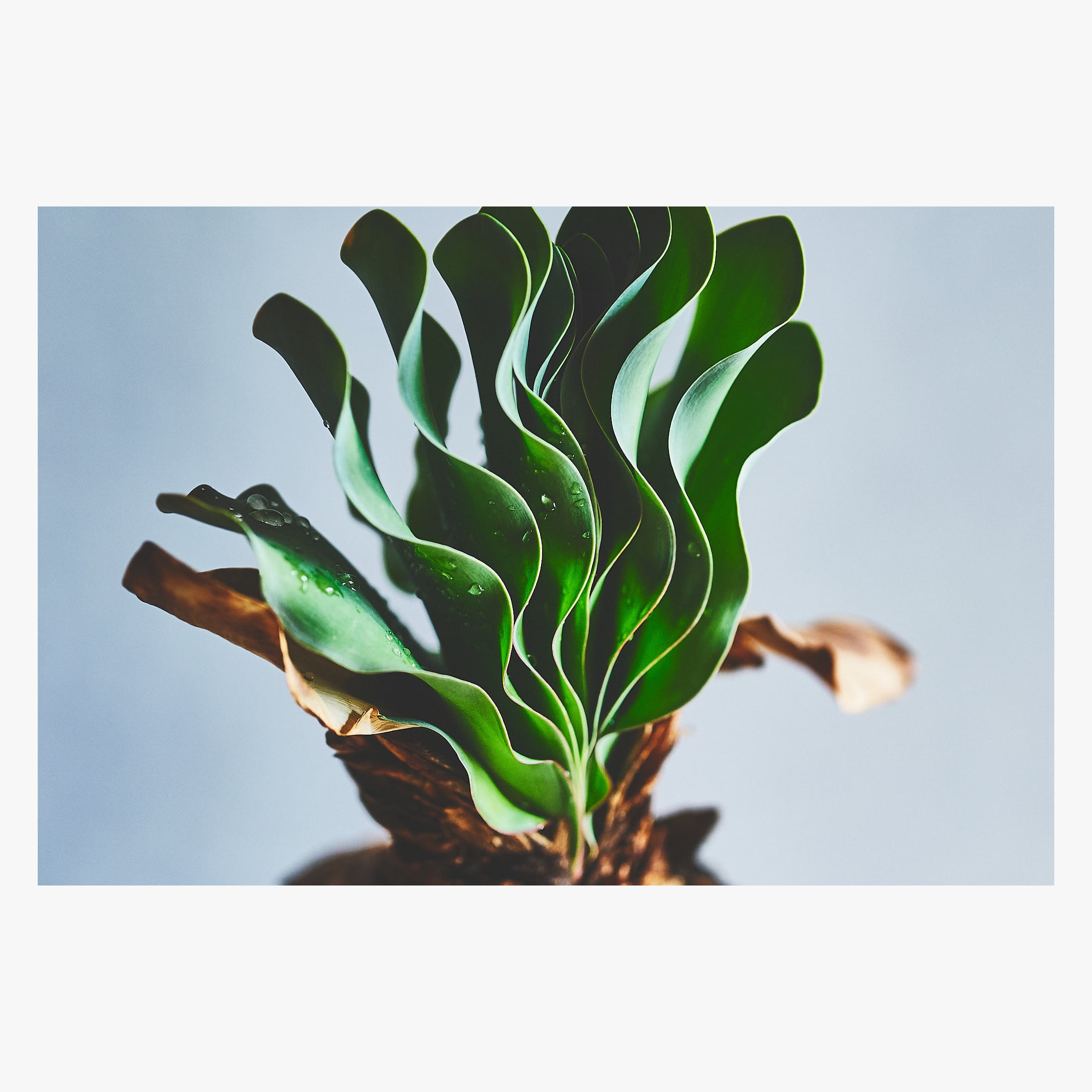 Boophane haemanthoides ブーファン ハエマンソイデス | いい日あたり