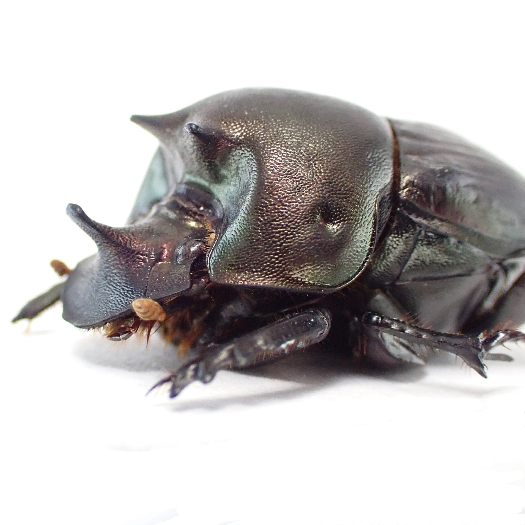 ダイコクコガネの仲間 | 昆虫標本 Diggers & Rollers