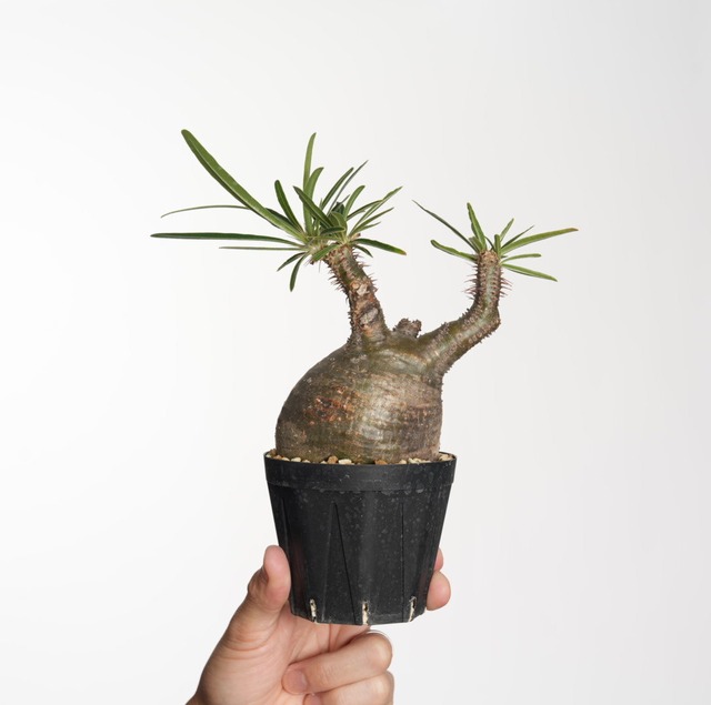 パキポディウム グラキリス no.24〈発根済み〉