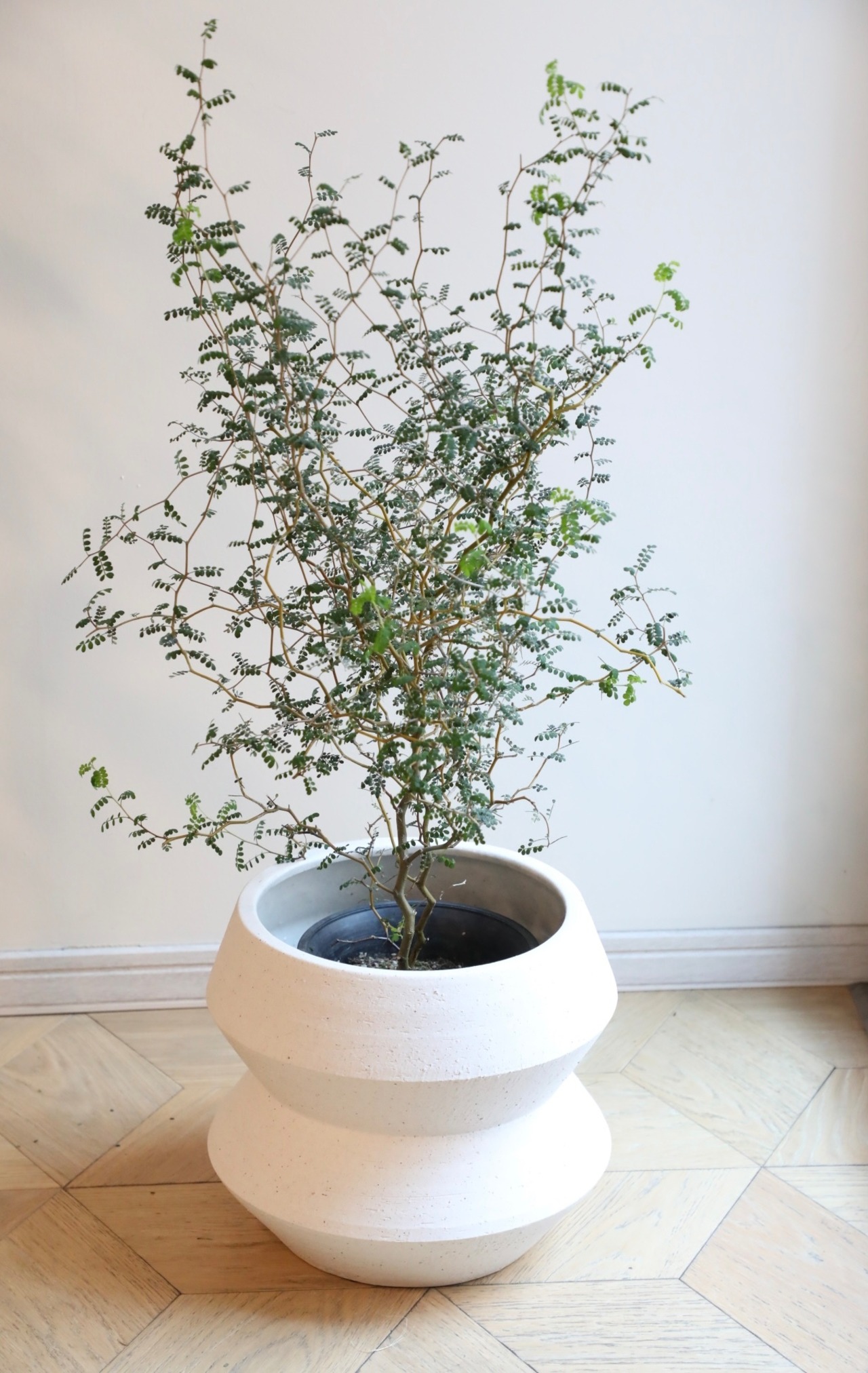 【L】【91cm】ソフォラ リトルベイビー/Sophora prostrata Little Baby　※陶器鉢カバー別売り