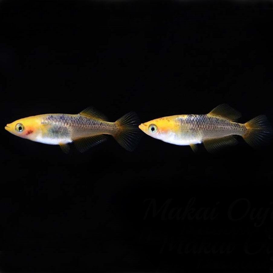 mk04.魔界王子 稚魚10 | めだかのガルーダ