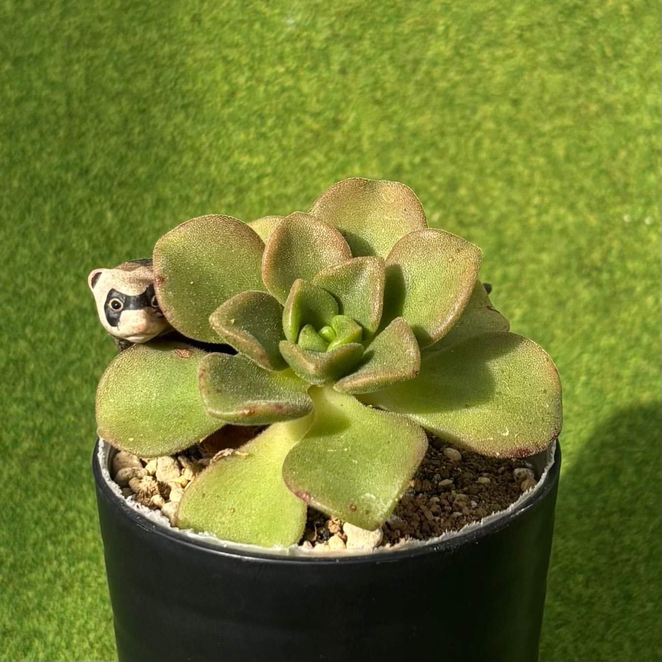 リリーパッド | 多肉植物 豆彦商店
