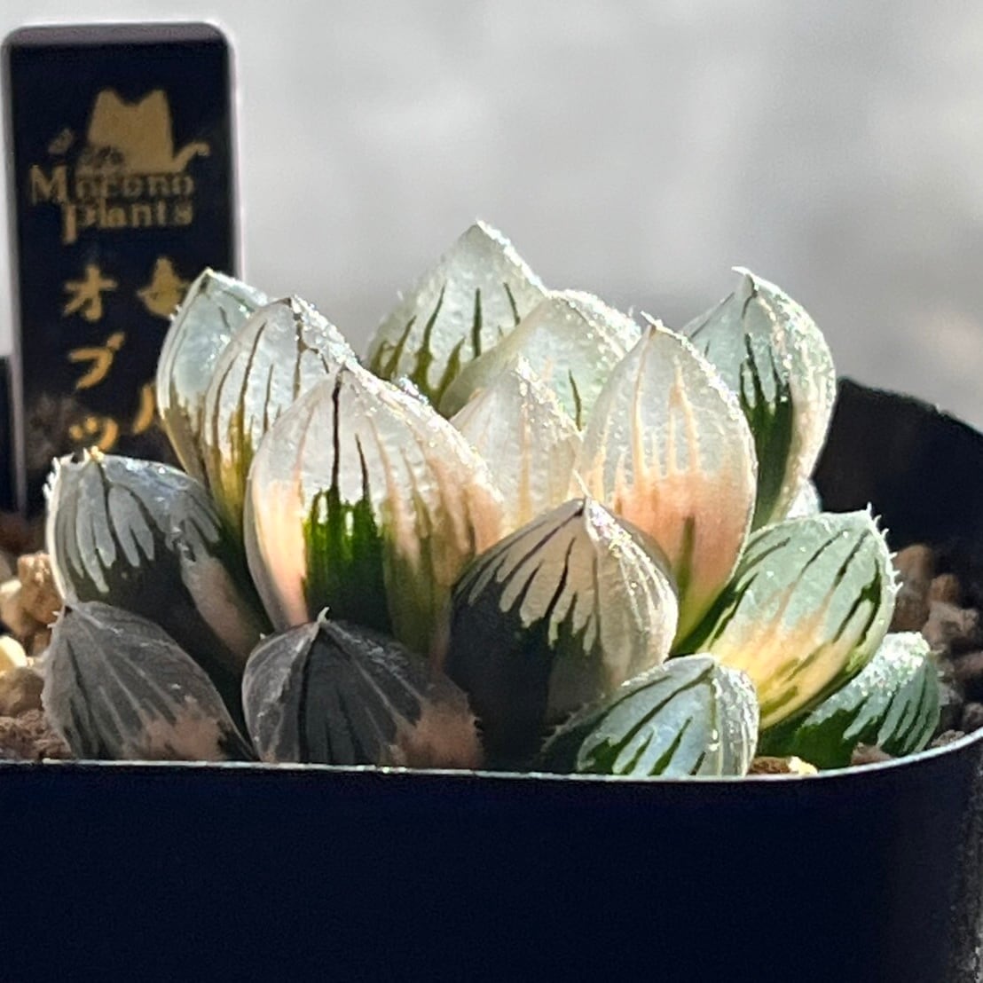 ハオルチア 竜爪 オブツーサ錦 | mocono_plants