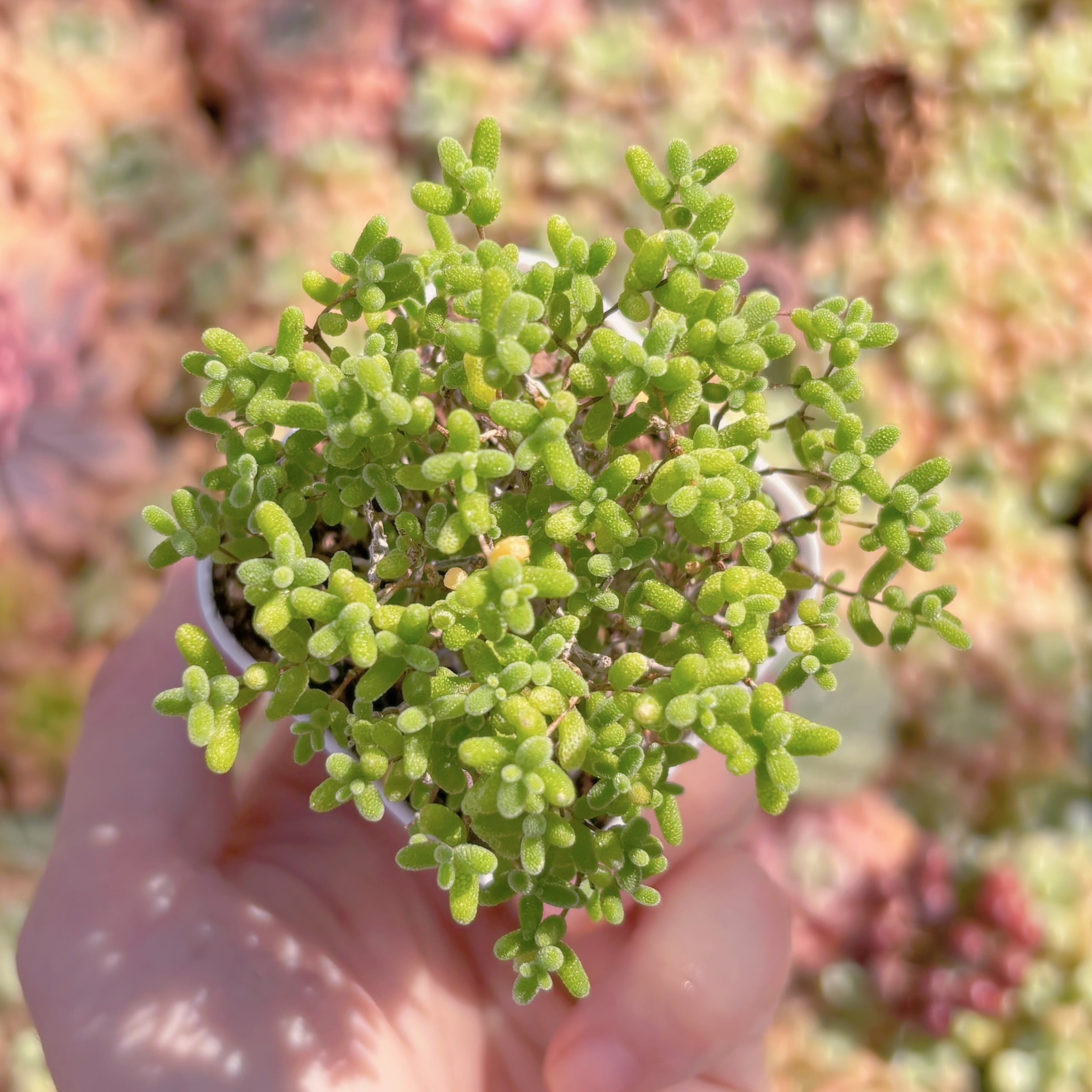 多肉植物　ドロサンテマム　蜜橘糖球(M)　新入荷　るる農園