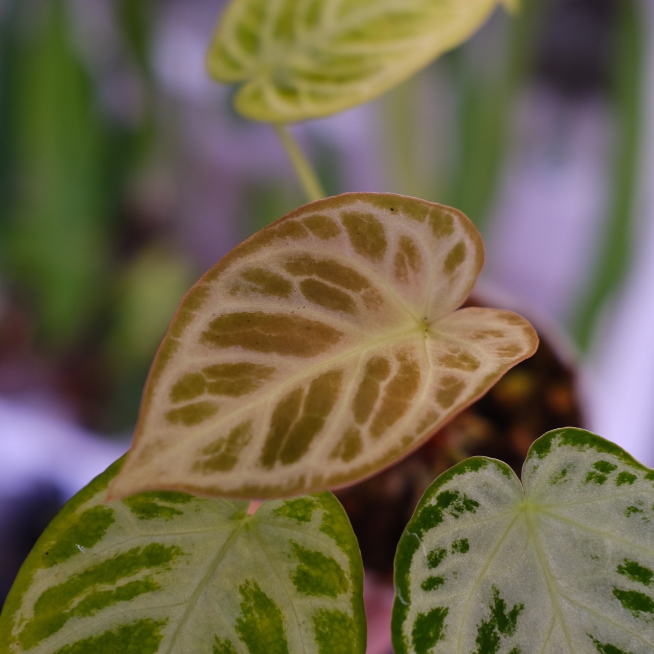 アンスリウム ドラヤキ × シルバーブラッシュ│Anthurium Dorayaki × A. Silver brush│観葉植物